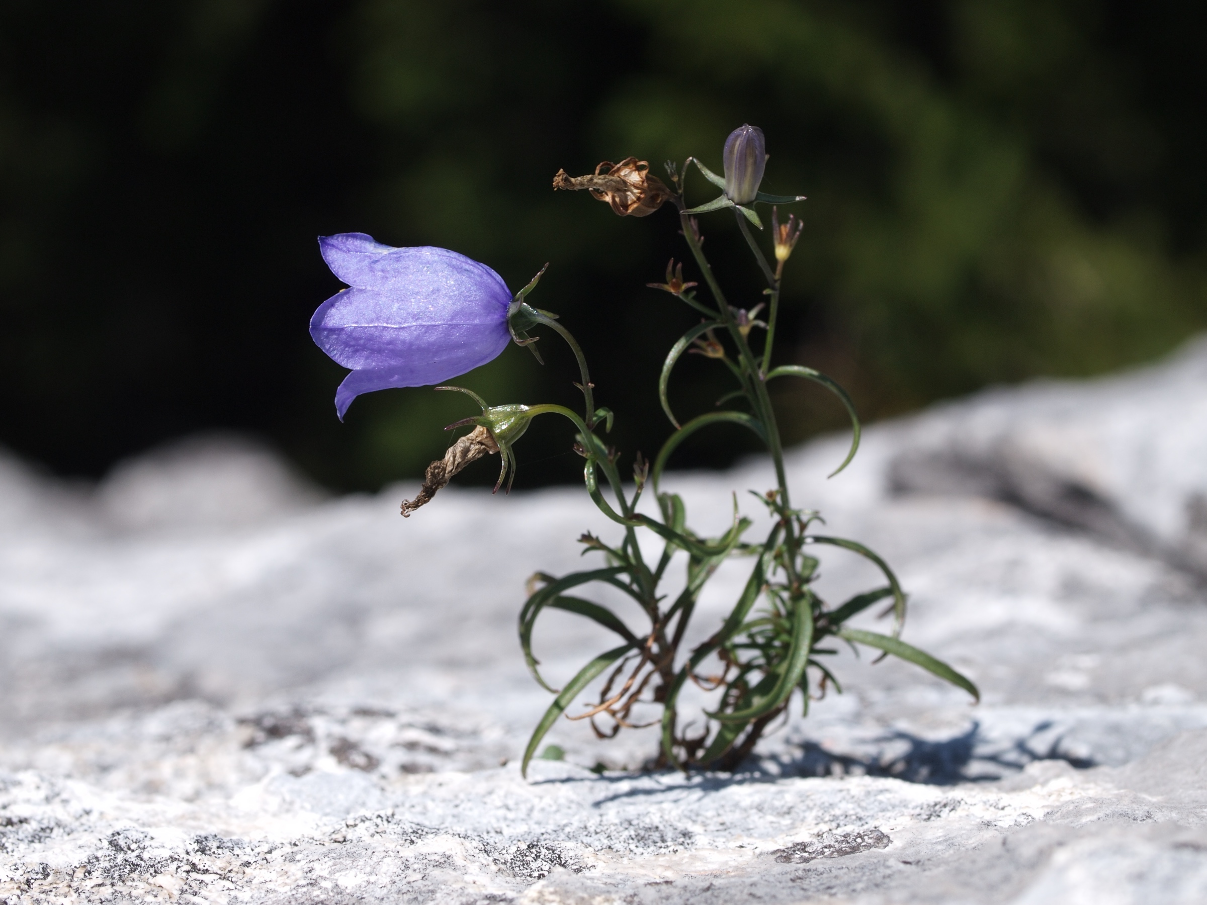 20100826_083_Schober_Dürre_Wand_1190m_Blick_wohl_hinunter_Campanula_rotundifolia_gruppe.jpg