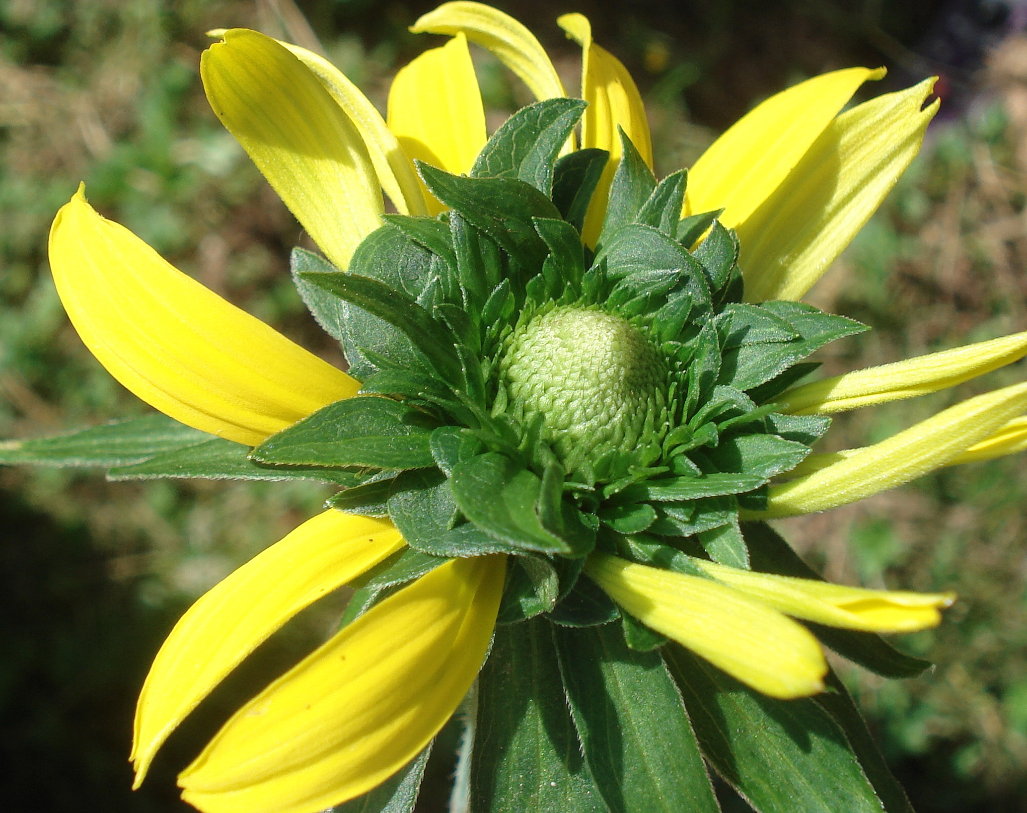 Rudbeckia.laciniata.vergrünt.St-Hofkirchen.b.Kaindf.13.6.19.JPG