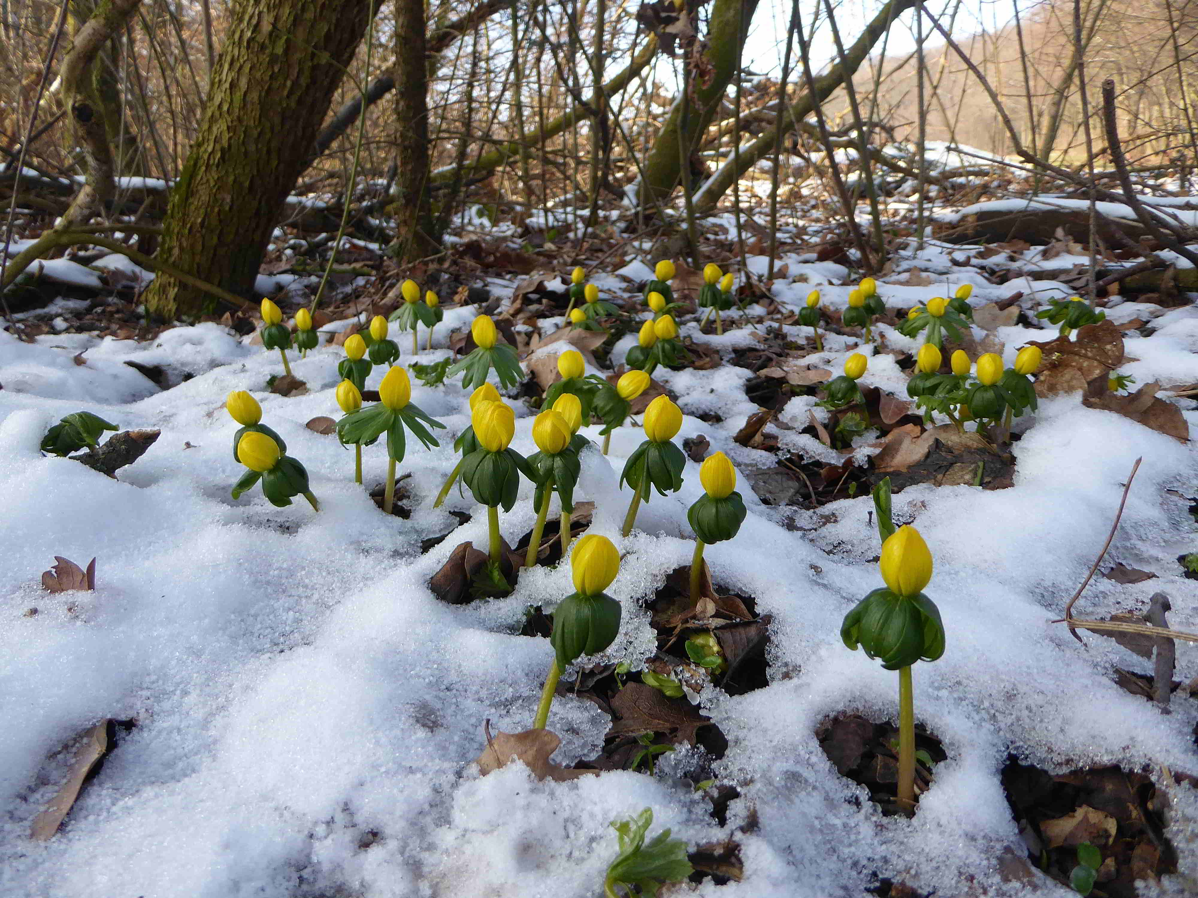 Bft_Gernbergstrasse Wegbeginn zum Golfplatz -11022018-Eranthis hyemalis-Winterling-(3).JPG