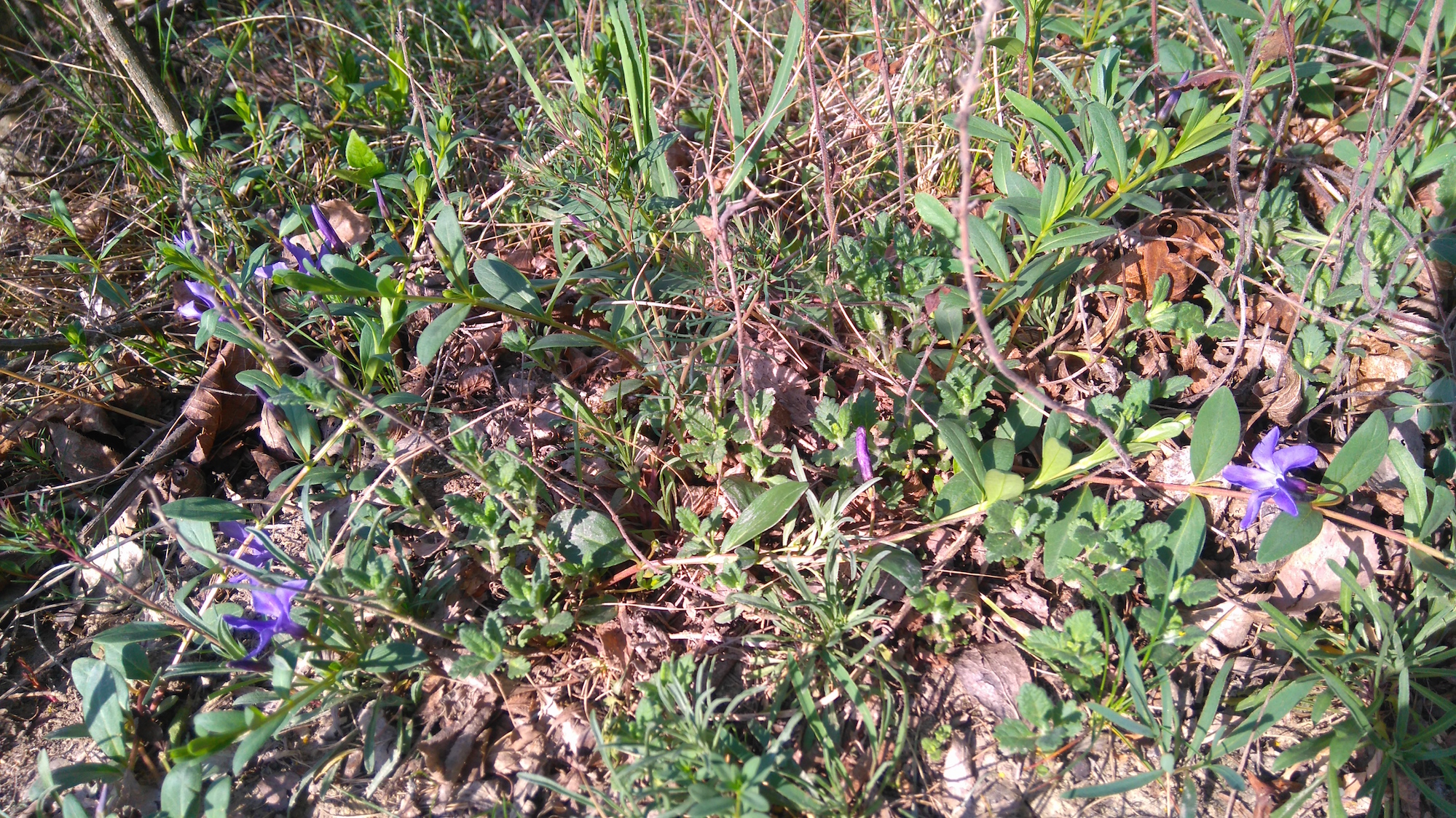 vinca herbacea bisamberg_7810.JPG