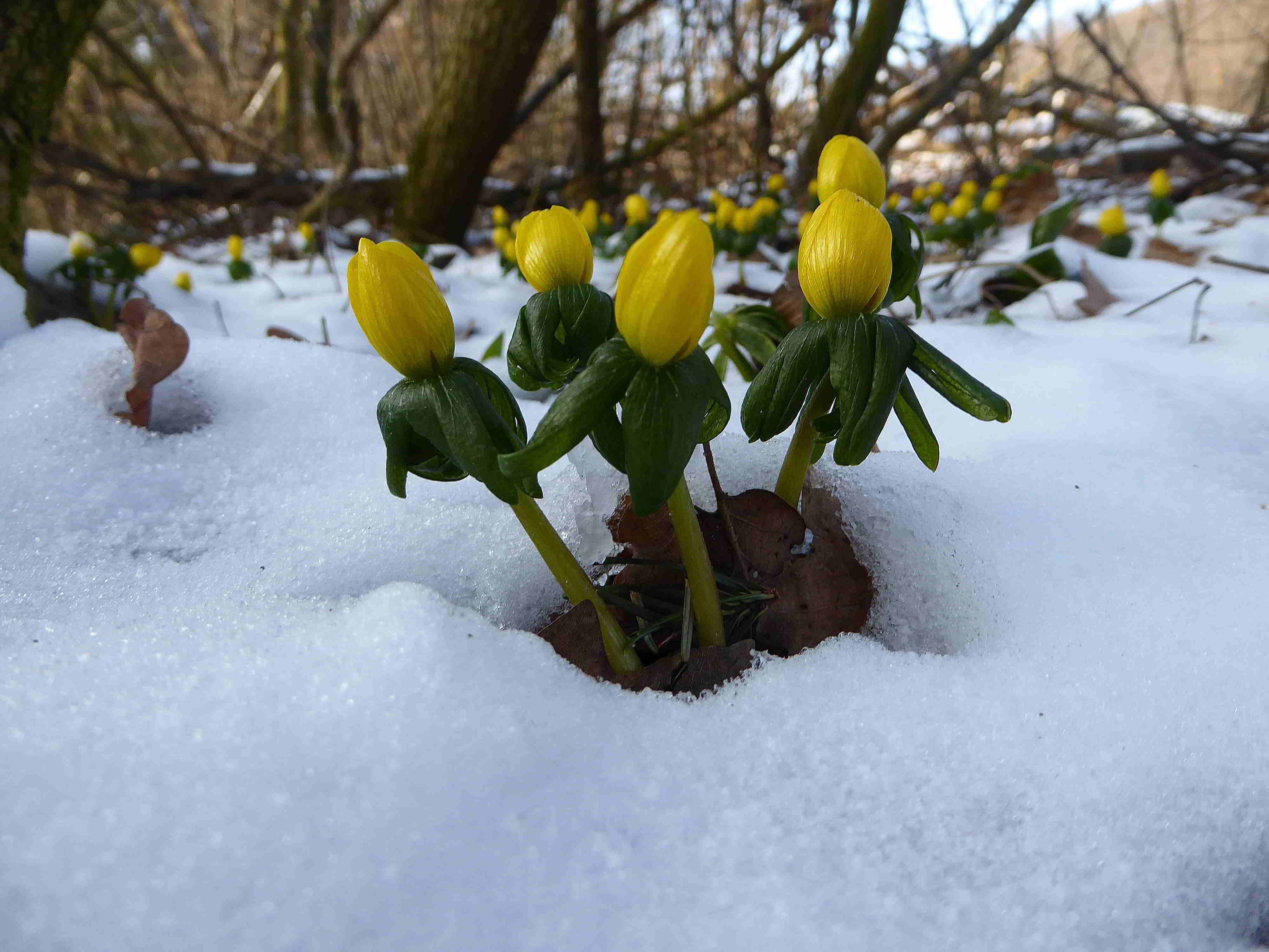 Bft_Gernbergstrasse Wegbeginn zum Golfplatz -11022018-Eranthis hyemalis-Winterling-(2).JPG