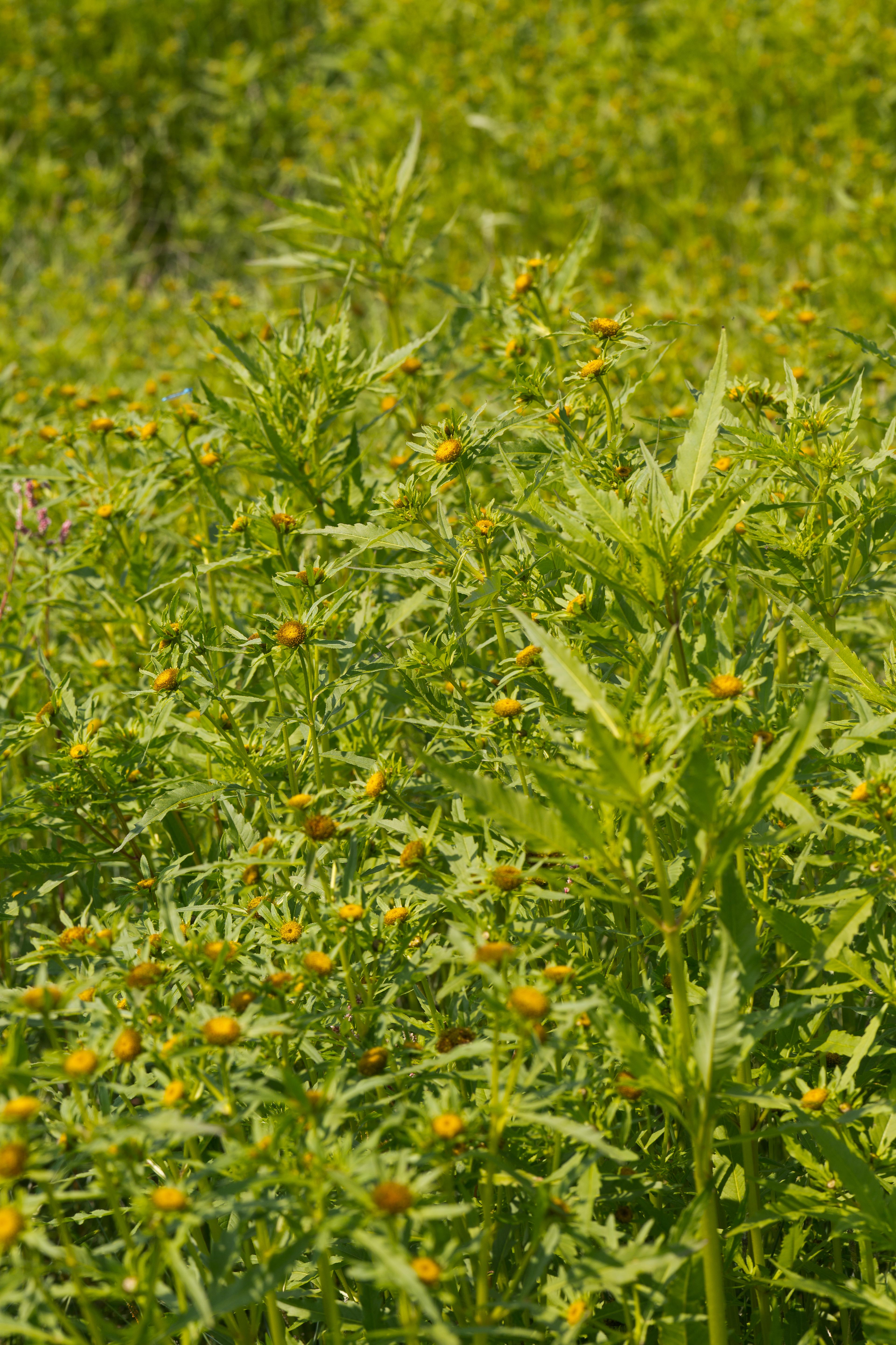 Asteraceae_Bidens radiata 1d-2.jpg