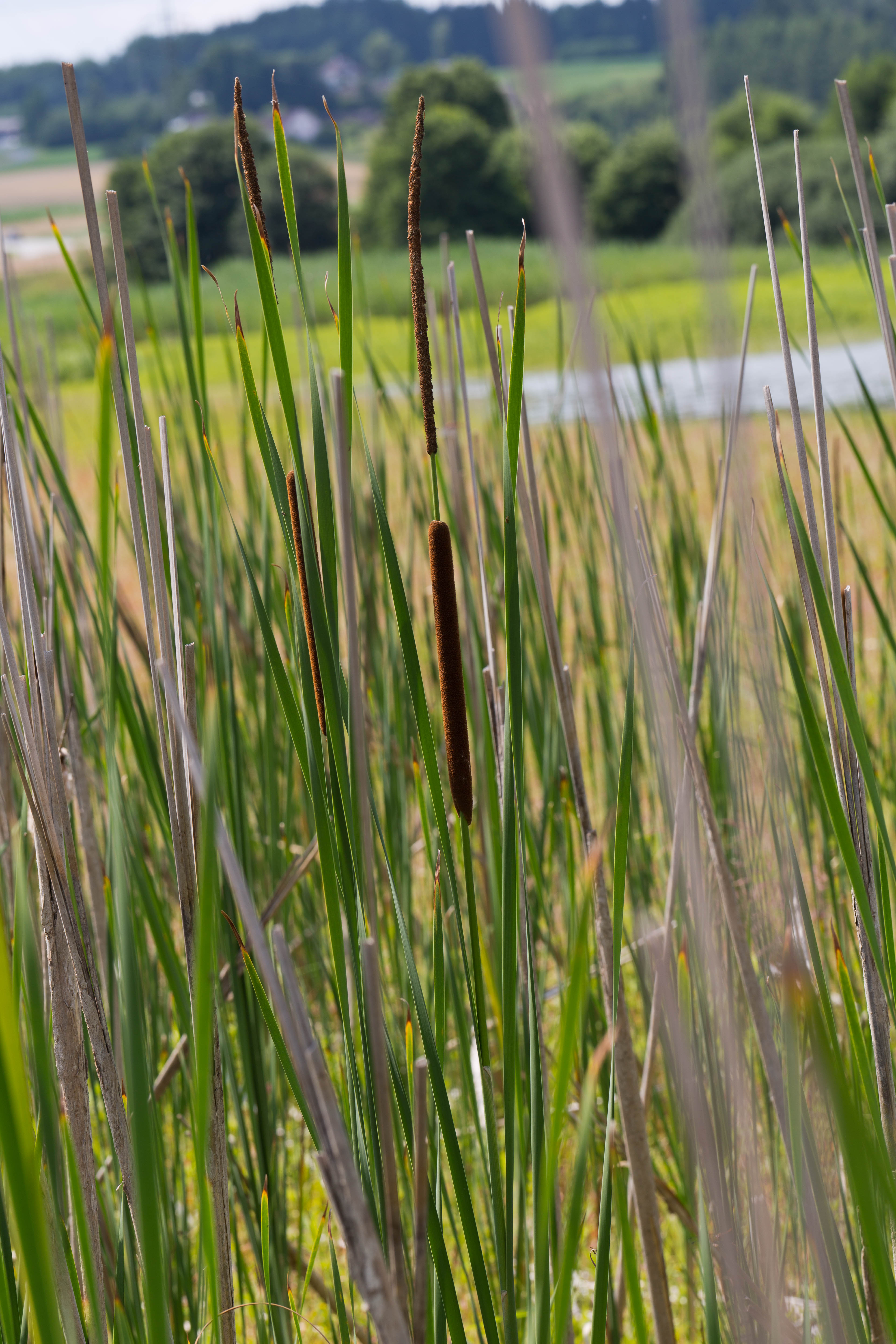 Typhaceae_Typha angustifolia 1b-2.jpg