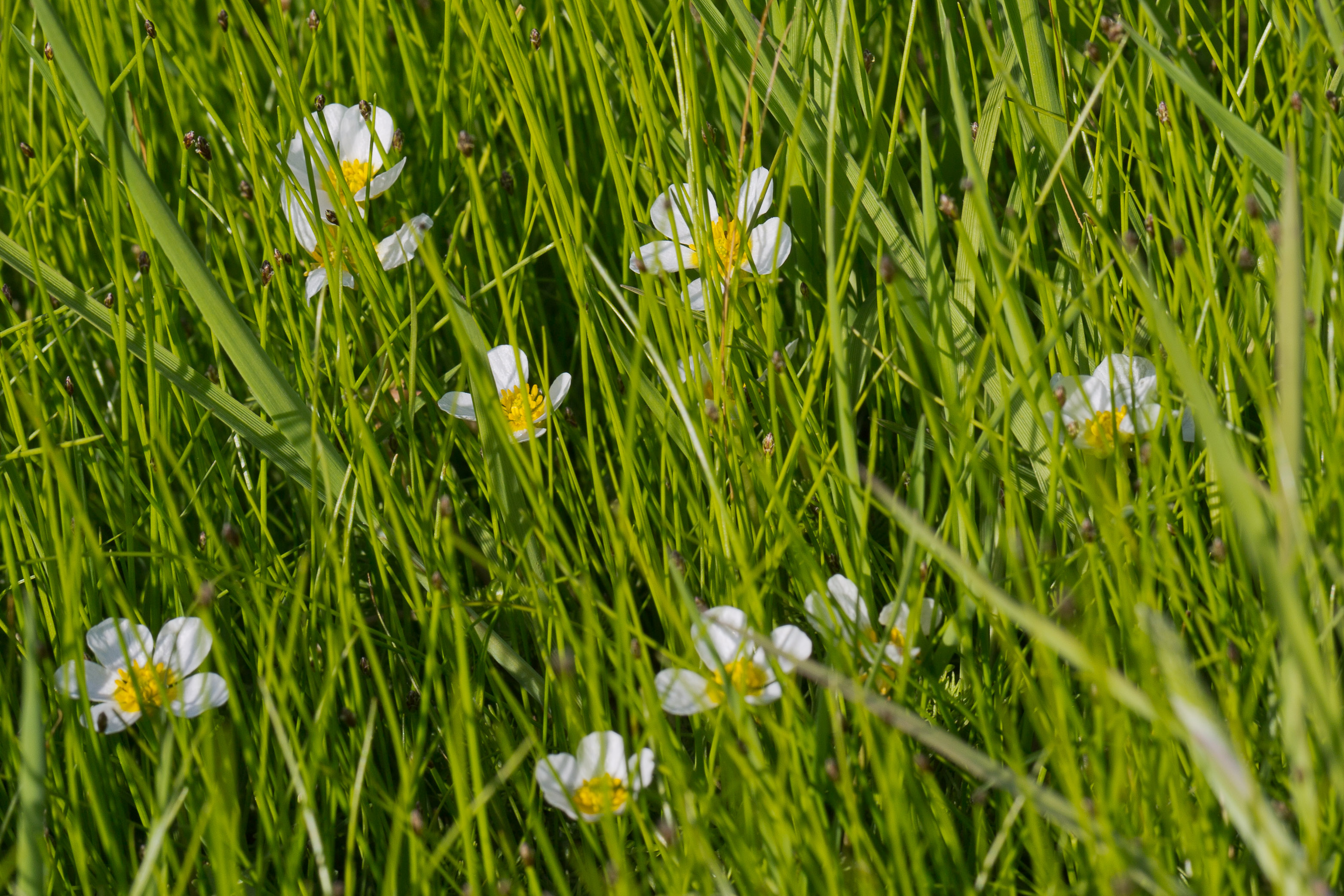 Ranunculaceae_Ranunculus aquatilis 2b-2.jpg