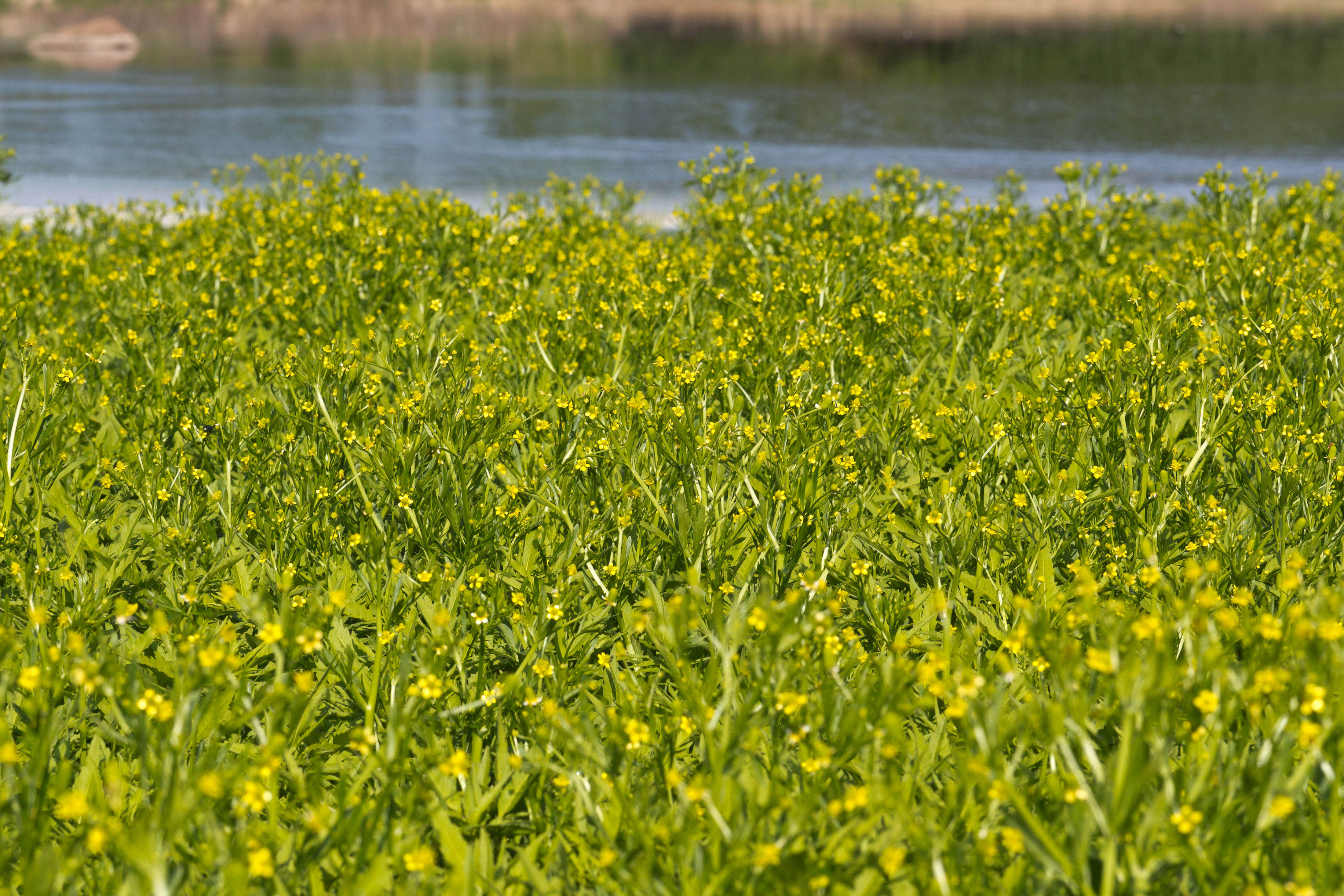 Ranunculaceae_Ranunculus sceleratus 2-2.jpg