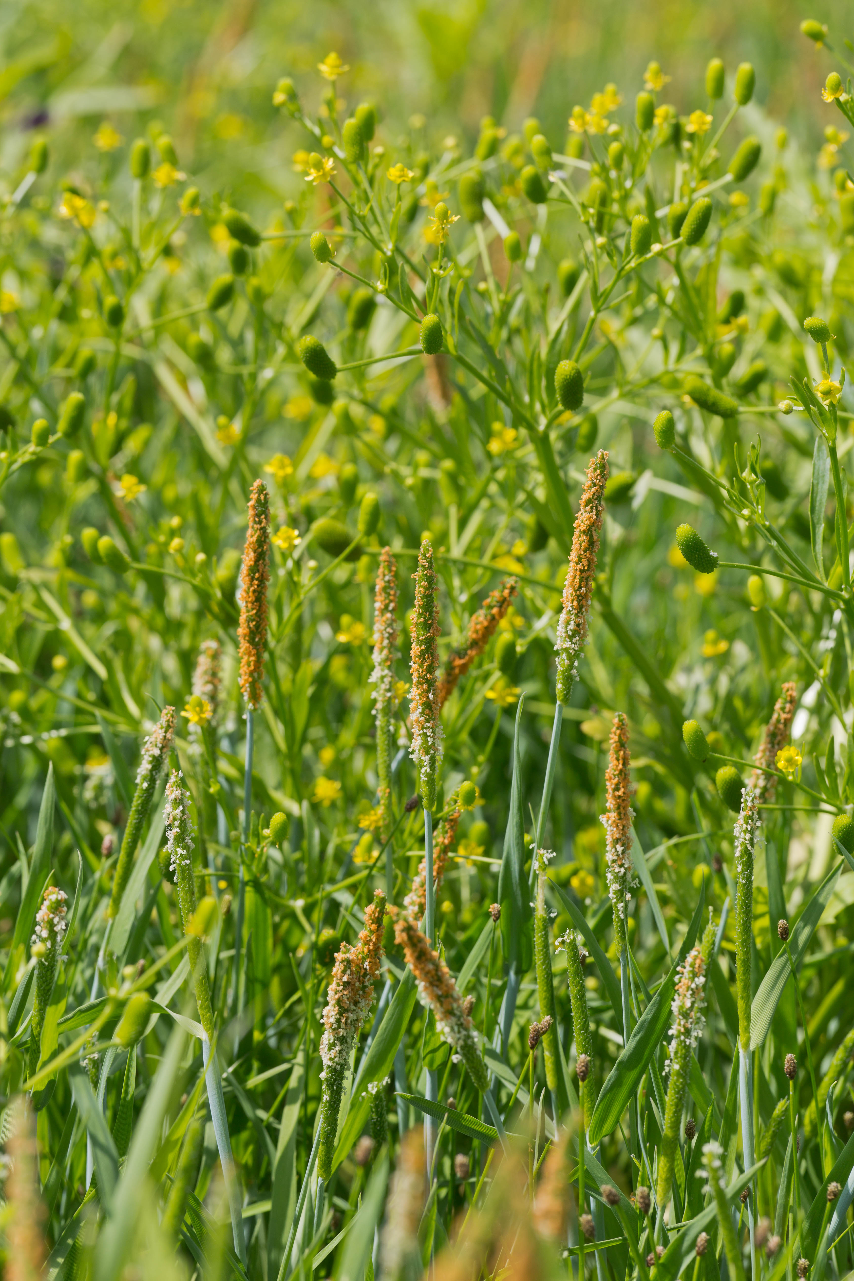 Alopecurus aequalis und Ranunculus sceleratus 1-2.jpg