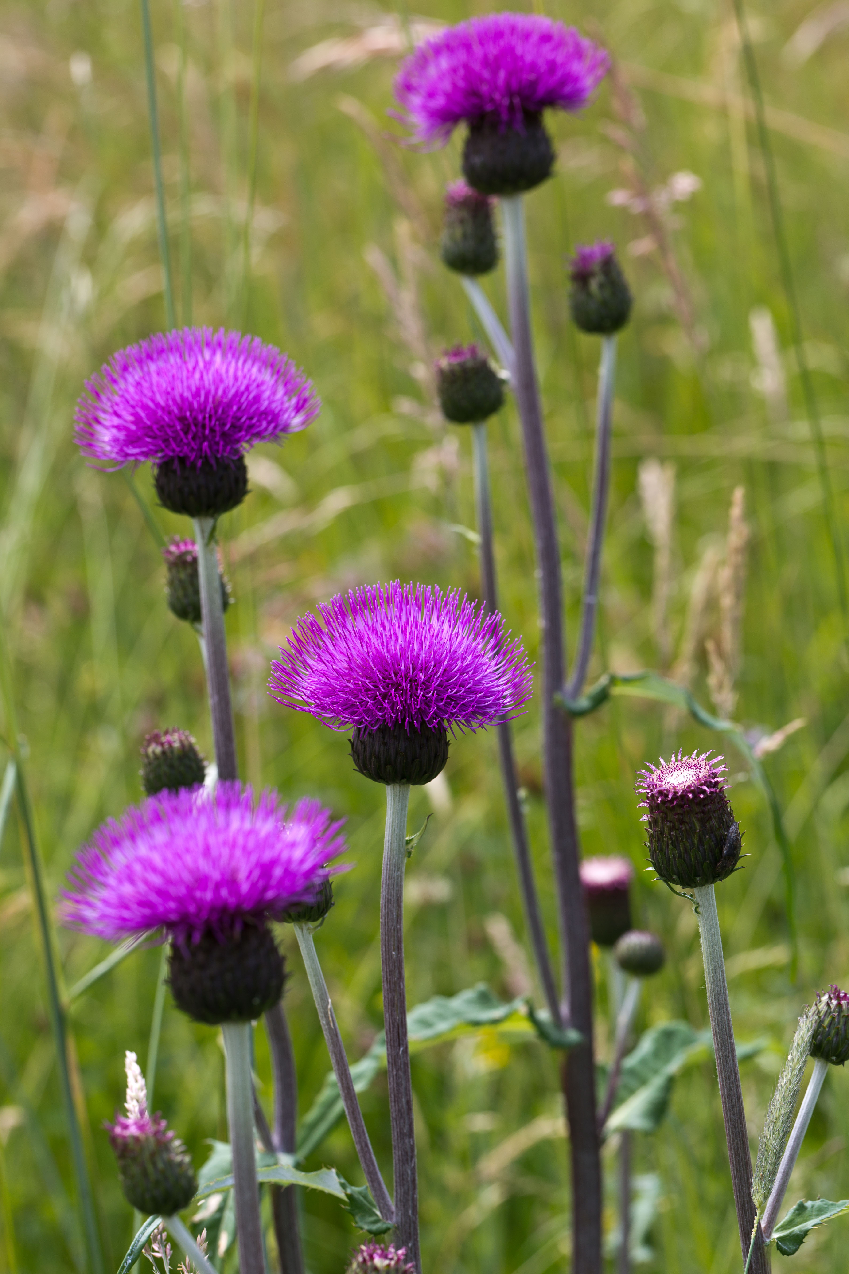 Asteraceae_Cirsium heterophyllum 1-2.jpg