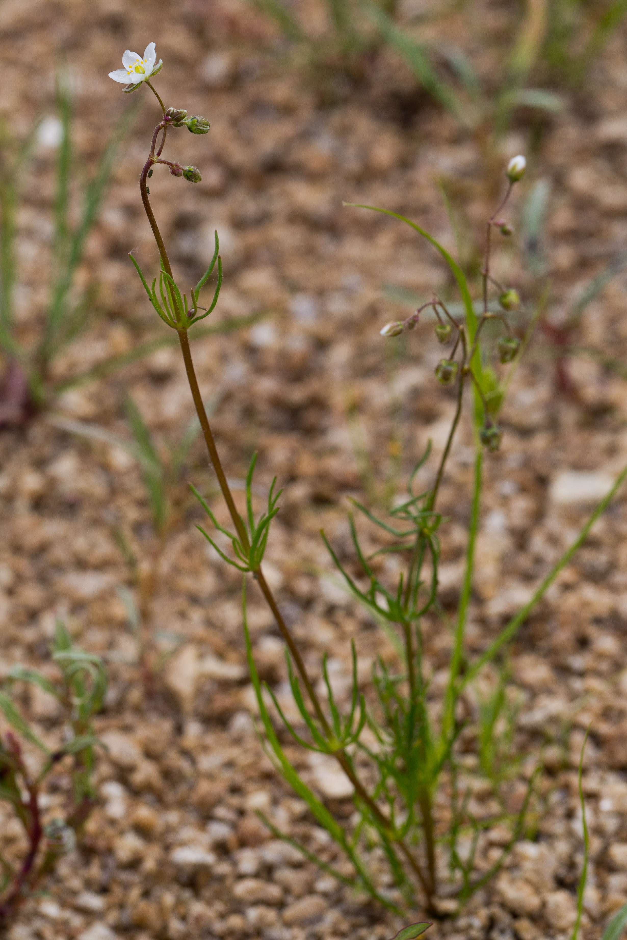 Caryophyllaceae_Spergula arvensis 1-2.jpg