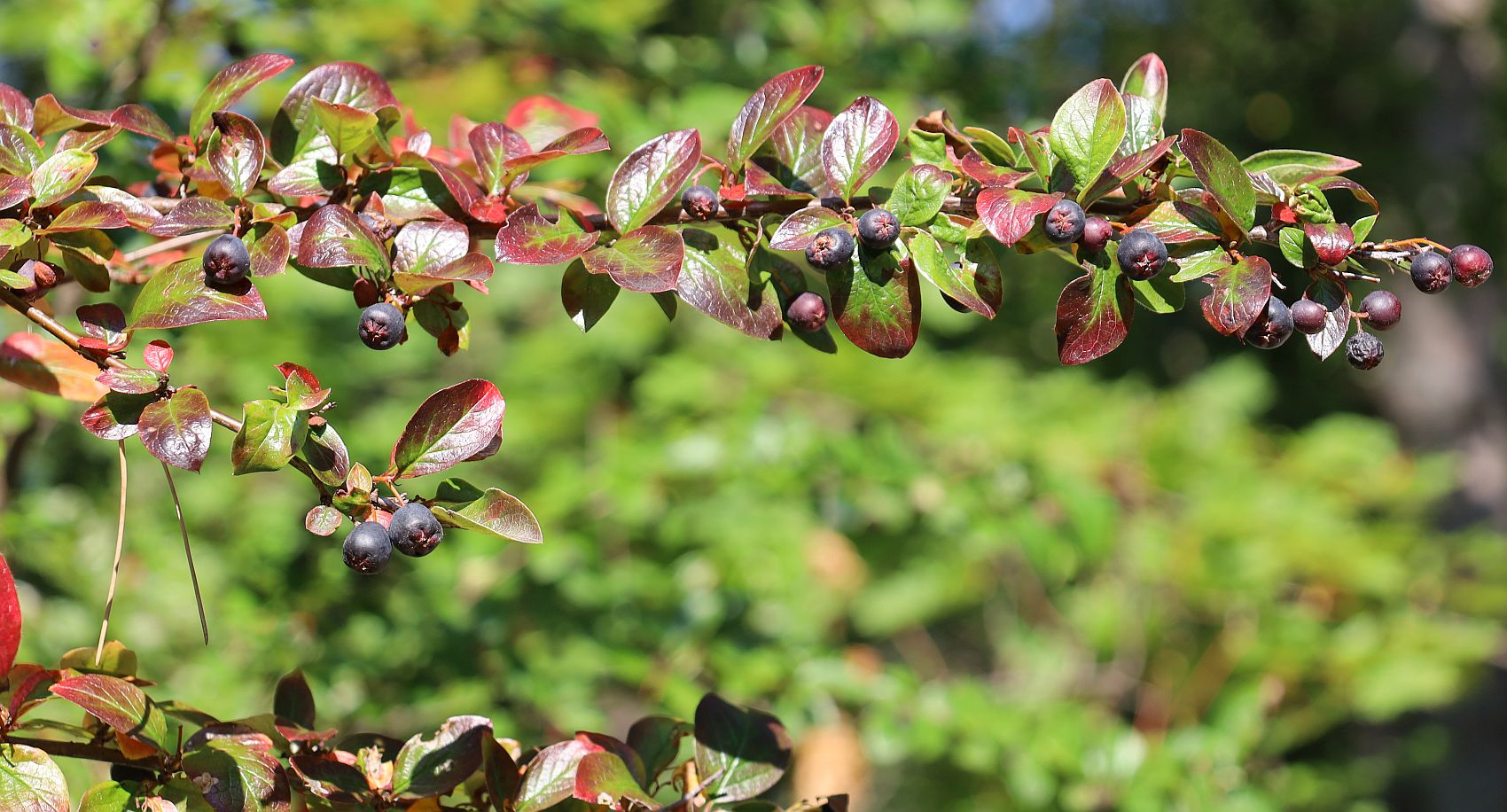 Cotoneaster lucidus nahe Bienenteich Kurpark Baden_20210905_06.jpg