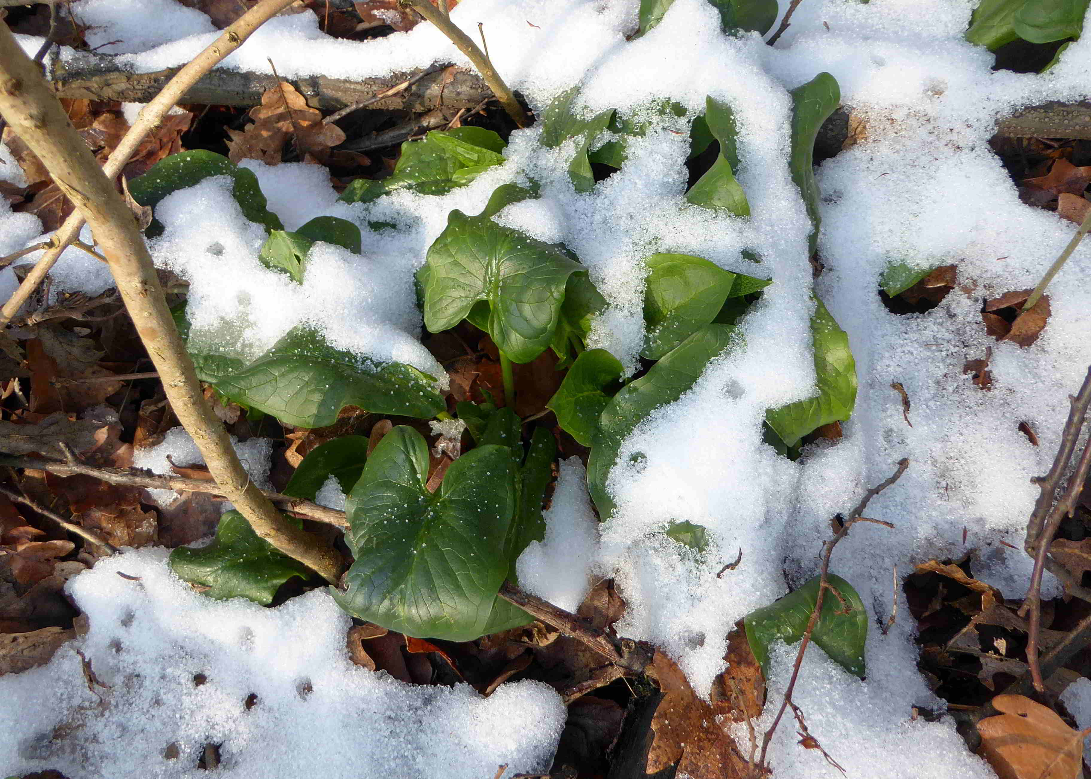 Breitenfurt-11022018-Verbindungsweg zum Forstweg Festenberg-Arum cylindraceum-Südost-Aronstab.JPG