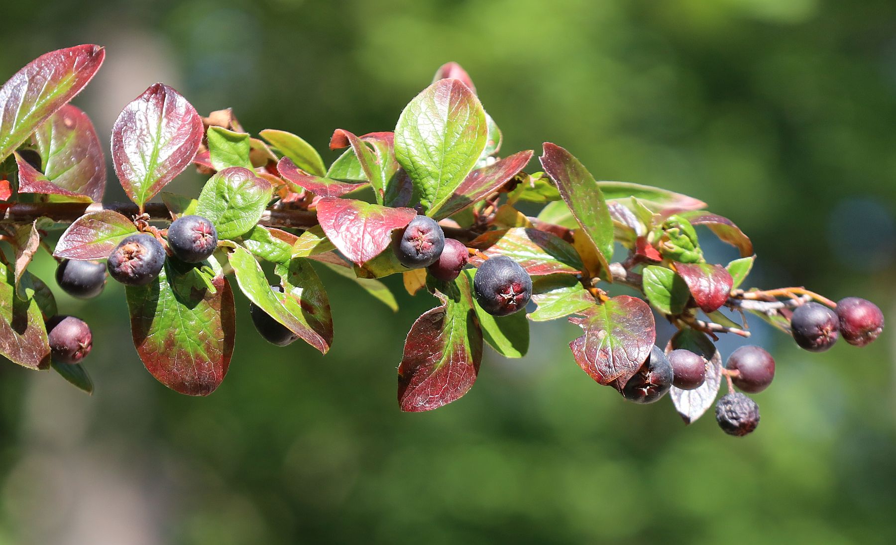 Cotoneaster lucidus nahe Bienenteich Kurpark Baden_20210905_10.jpg