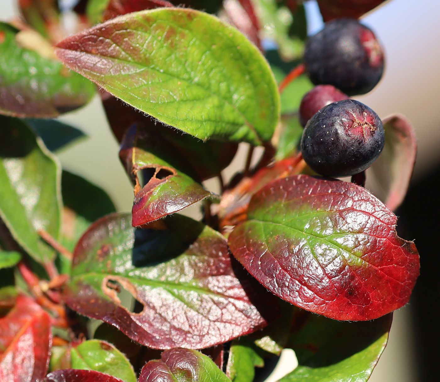 Cotoneaster lucidus nahe Bienenteich Kurpark Baden_20210905_19.jpg