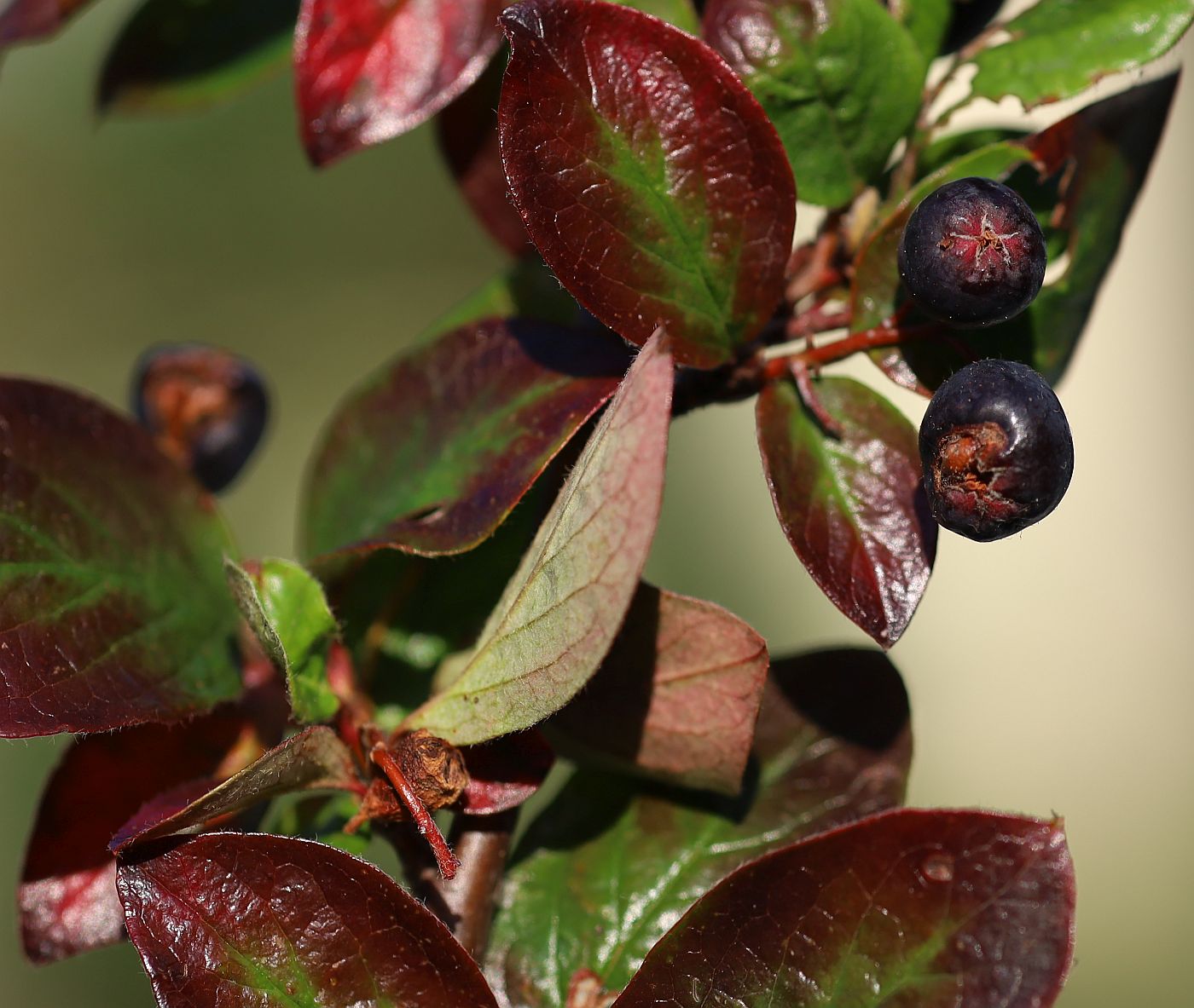 Cotoneaster lucidus nahe Bienenteich Kurpark Baden_20210905_20.jpg