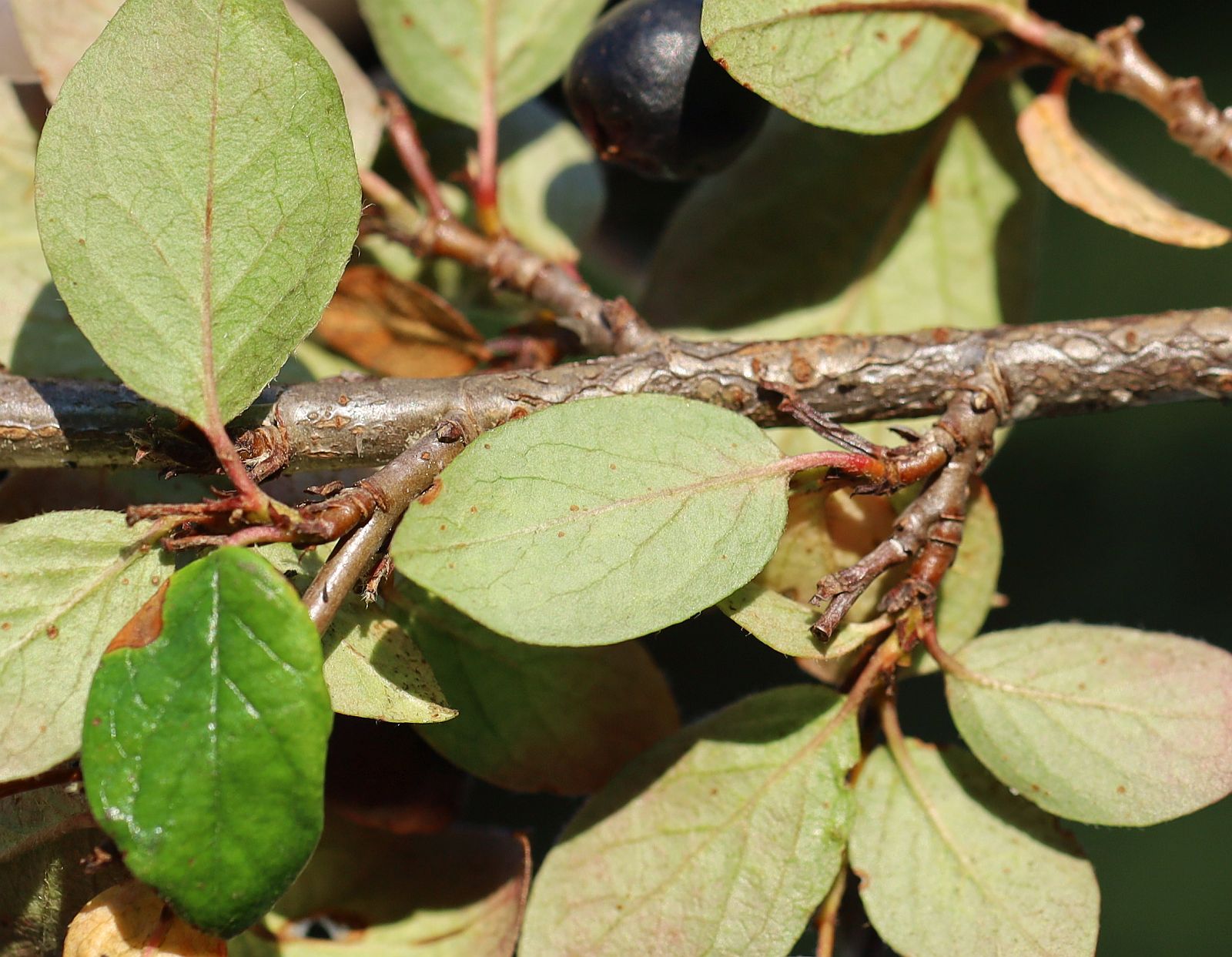 Cotoneaster lucidus nahe Bienenteich Kurpark Baden_20210905_35.jpg