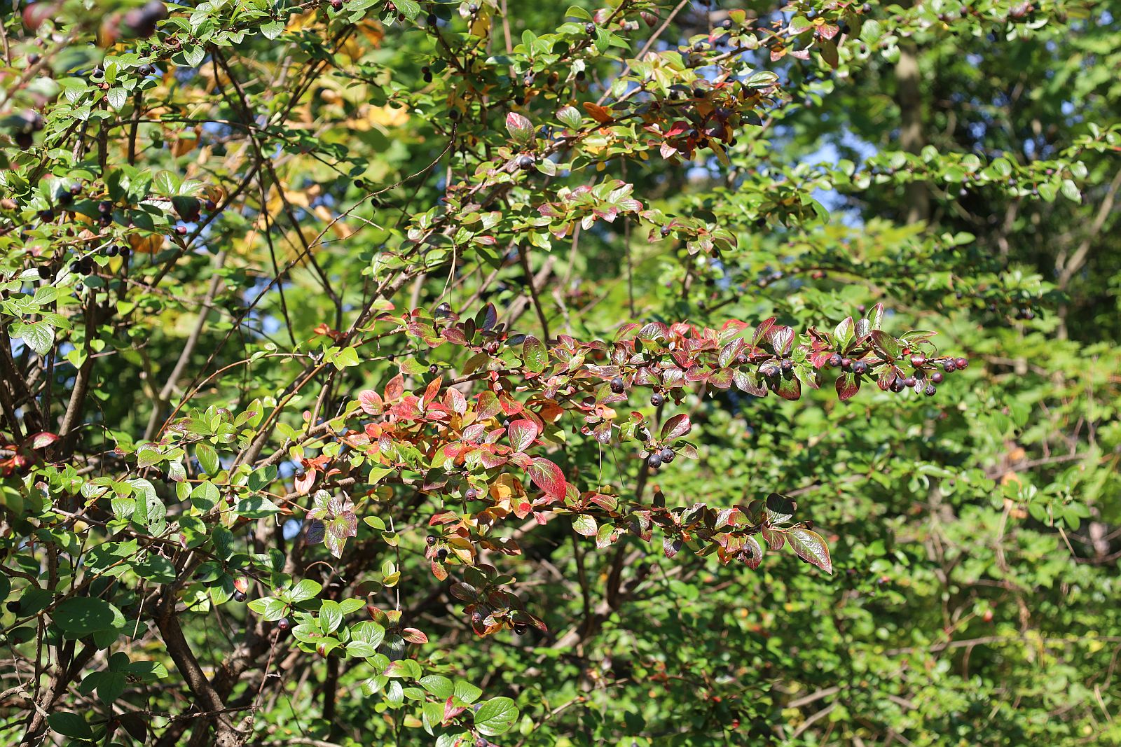Cotoneaster lucidus nahe Bienenteich Kurpark Baden_20210905_13.jpg