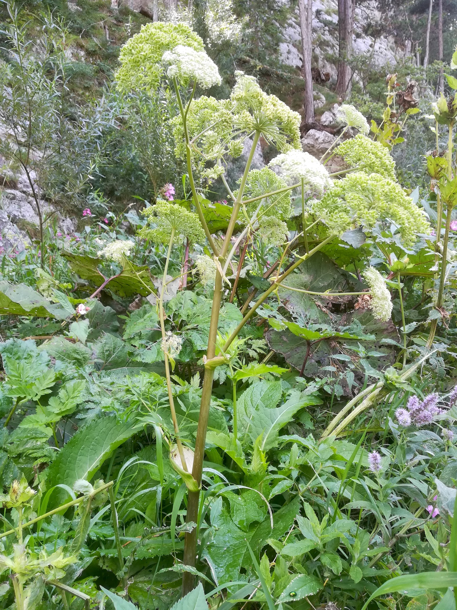 angelica sylvestris wasserleitungsweg höllental hirschwang_20210904_120806.jpg