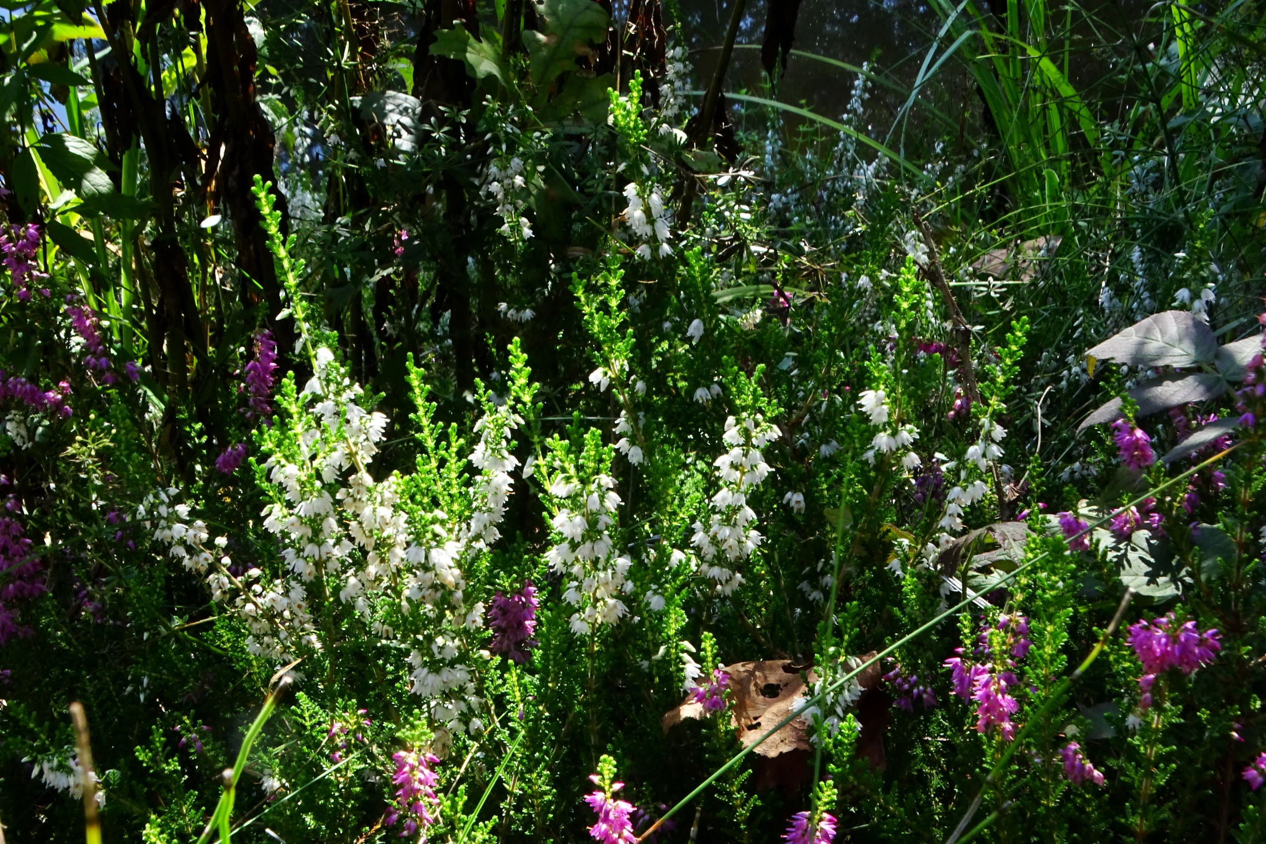 DSC06484, albino calluna vulgaris, feldkirchen - mattersdorfer hof, 2021-09-02.JPG