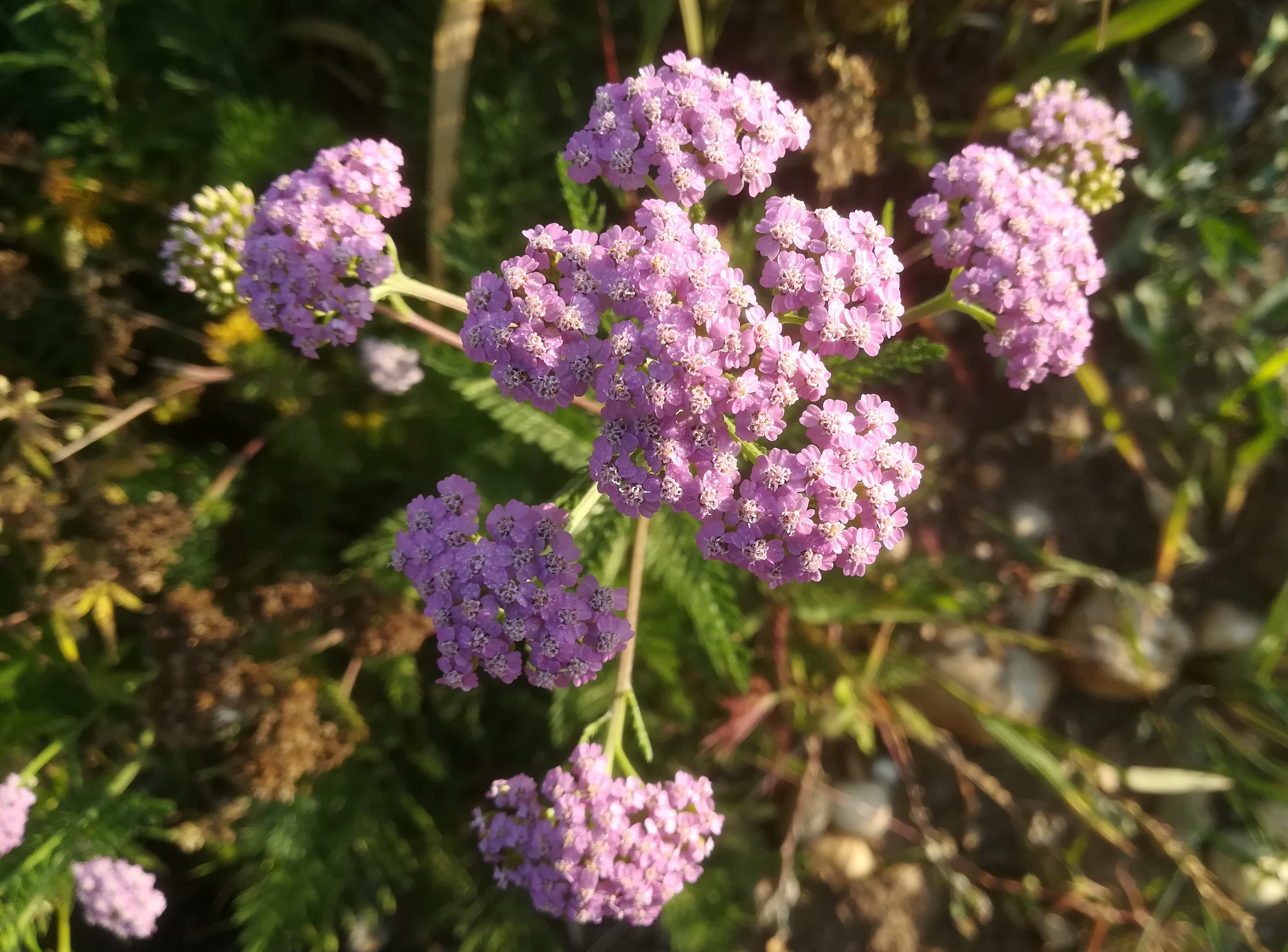 achillea cf. millefolium agg. arbesthal_20210906_081210.jpg