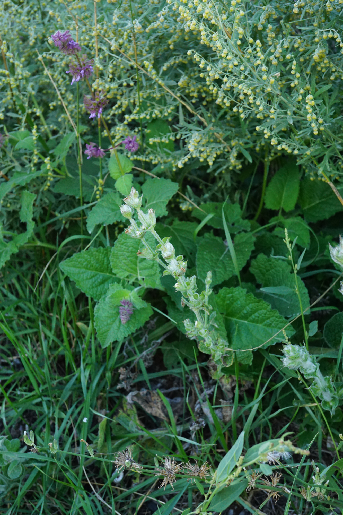 210903_Salvia aethiopis & verticillata_Laxenburg_A.JPG