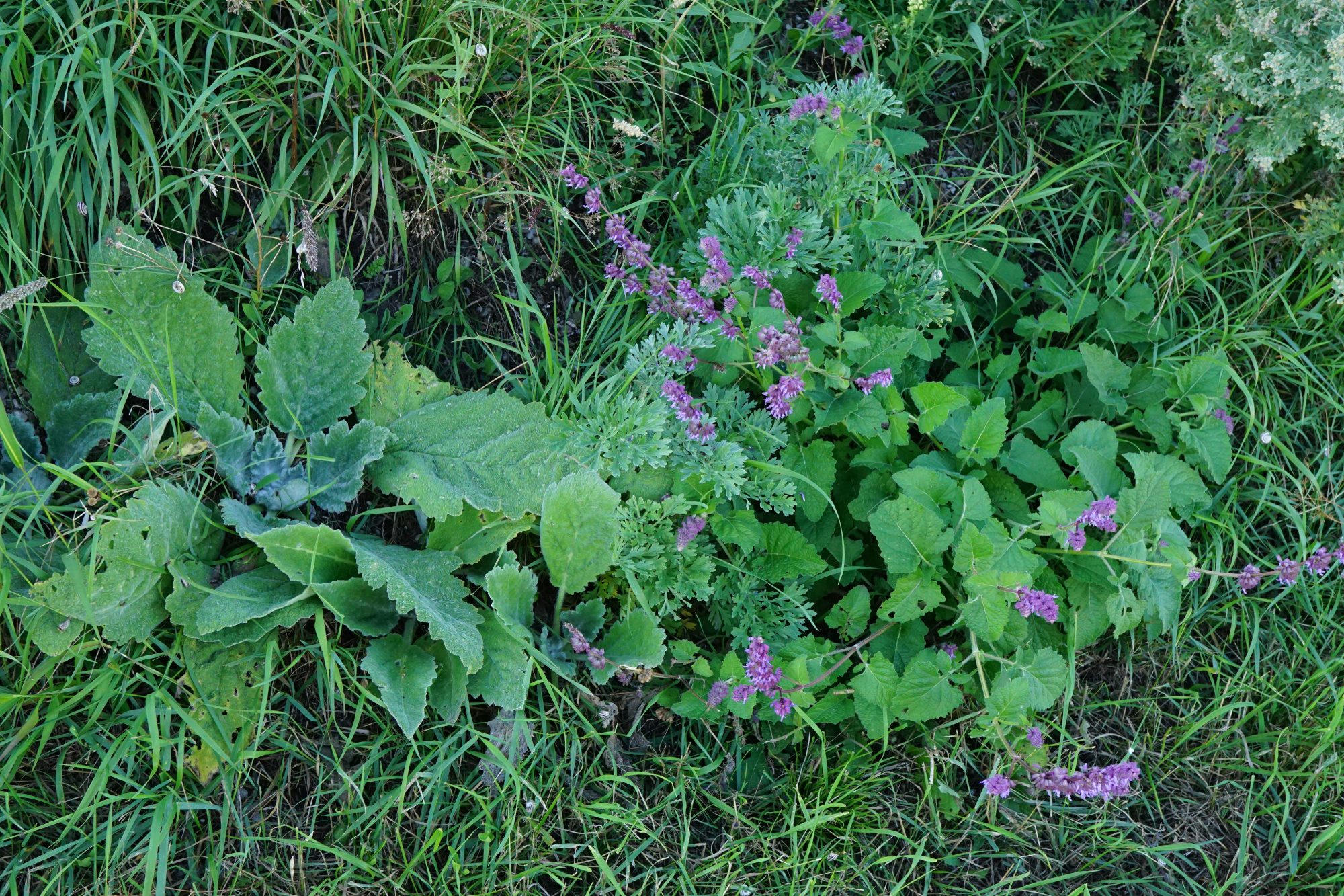 210903_Salvia aethiopis & verticillata_Laxenburg_B.JPG