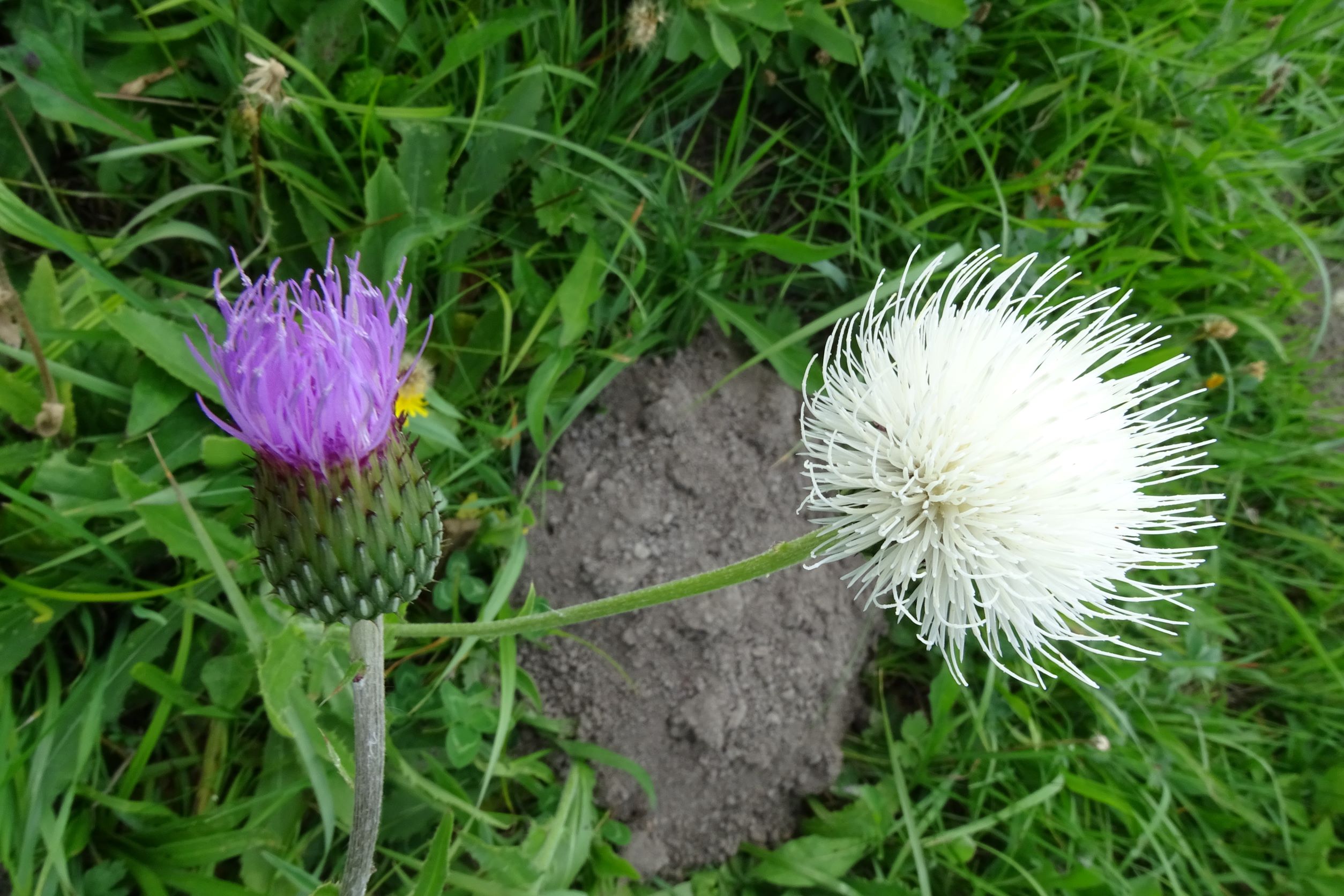 DSC01779 albino cirsium canum, breitenbrunn-hoadl, 2021-09-07.JPG