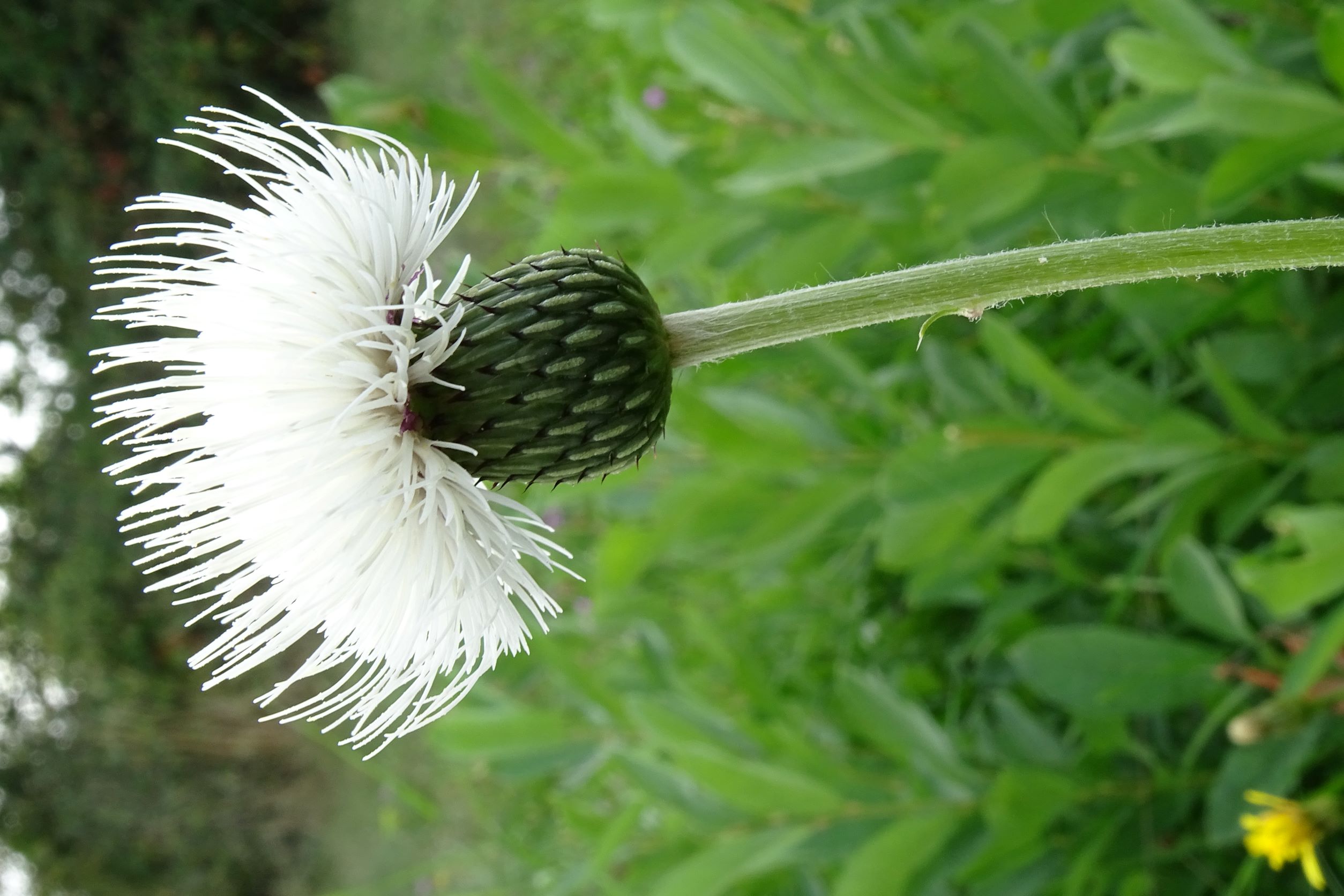 DSC01783 albino cirsium canum, breitenbrunn-hoadl, 2021-09-07.JPG