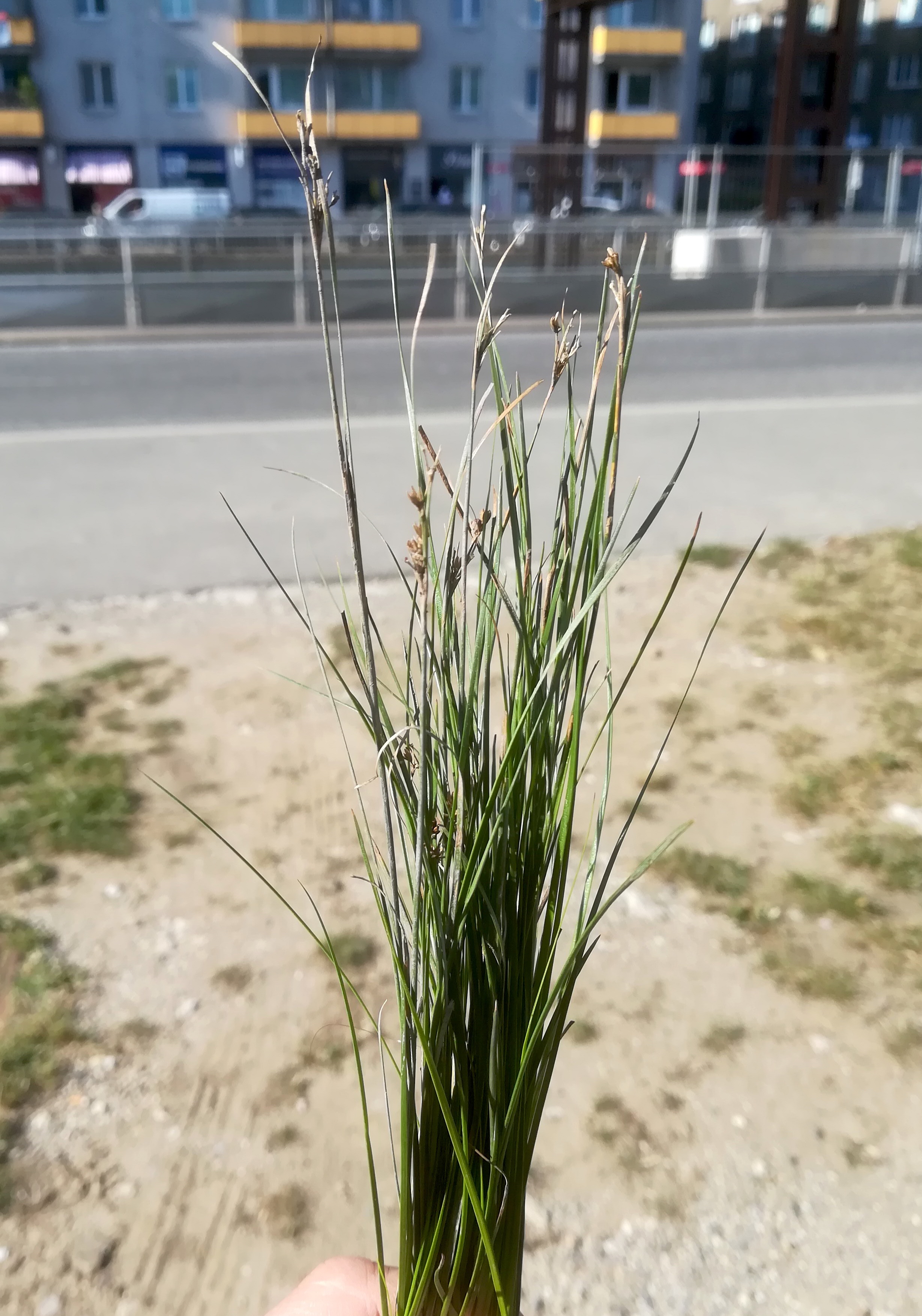 juncus sp. matzleinsdorfer platz_20210908_154357.jpg