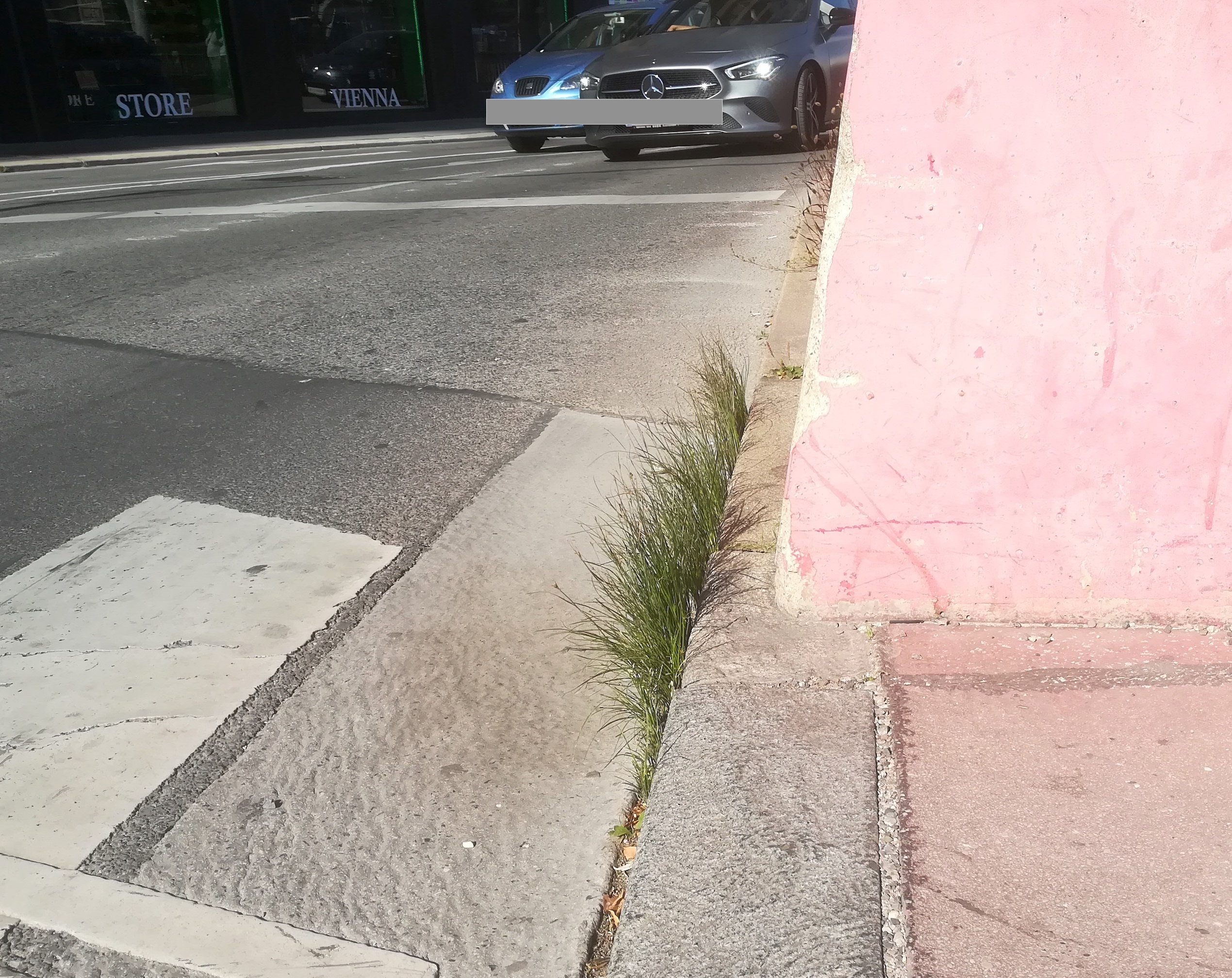 juncus sp. matzleinsdorfer platz_20210908_154229.jpg