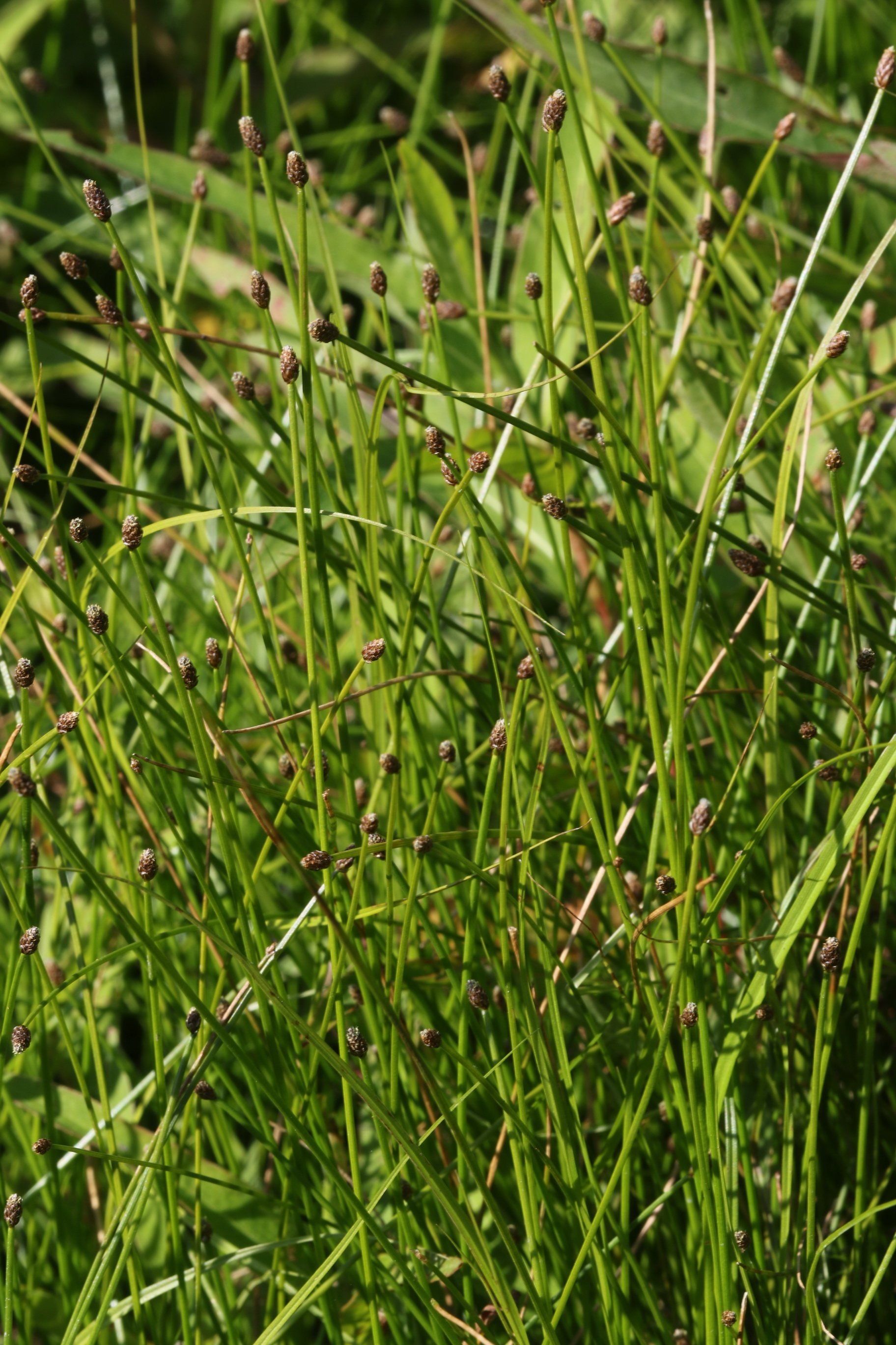 Eleocharis.ovata.St-Mureck.Rabenhofteich .5.9.21.JPG