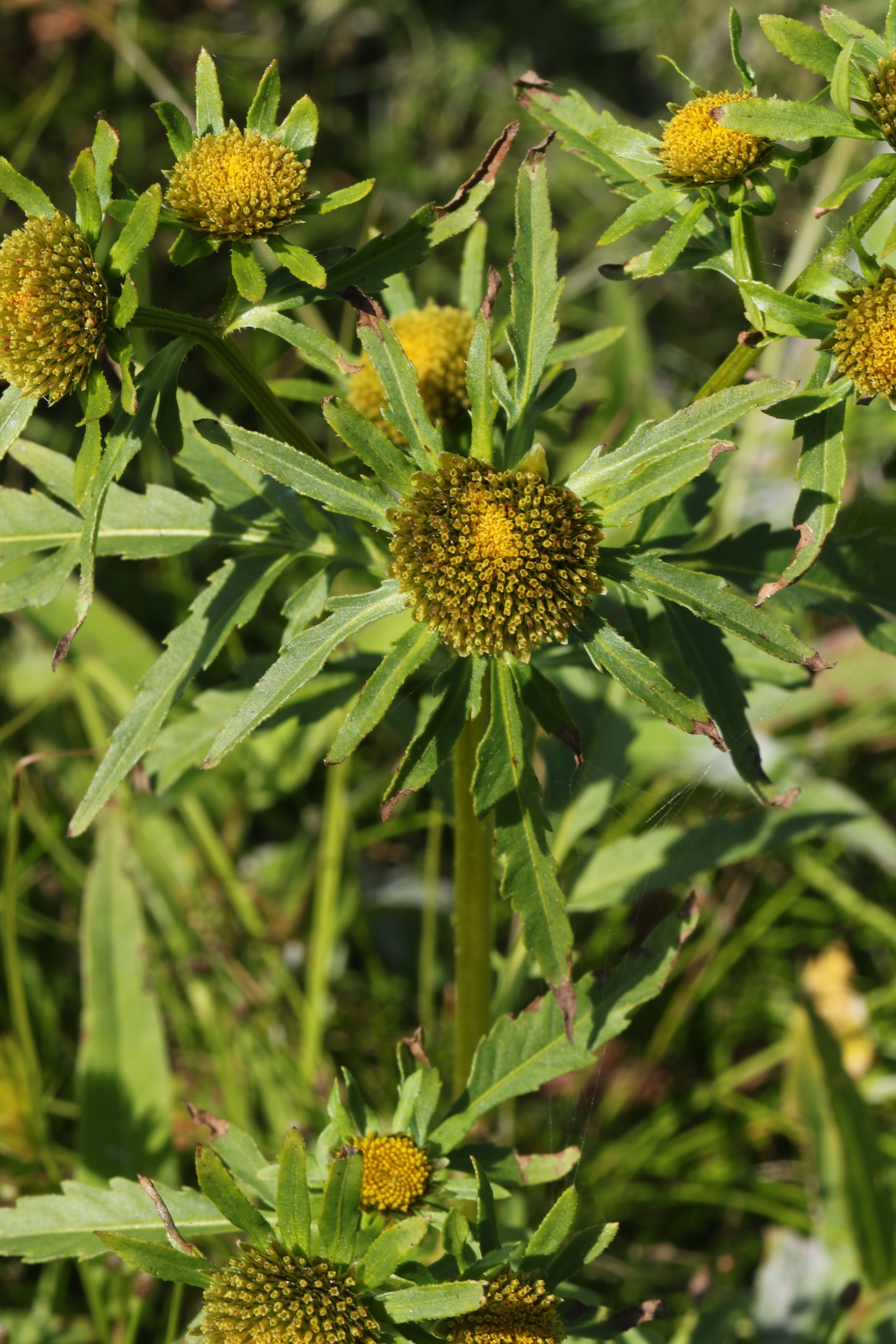 Bidens.radiata.St-Mureck.Rabenhofteich .5.9.21.JPG