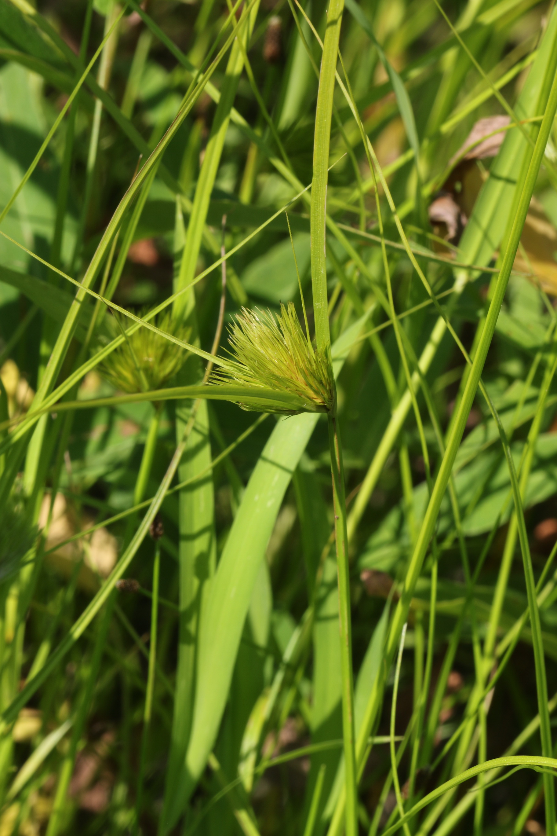 Carex.bohemica.St-Mureck.Rabenhofteich.5.9.21..JPG