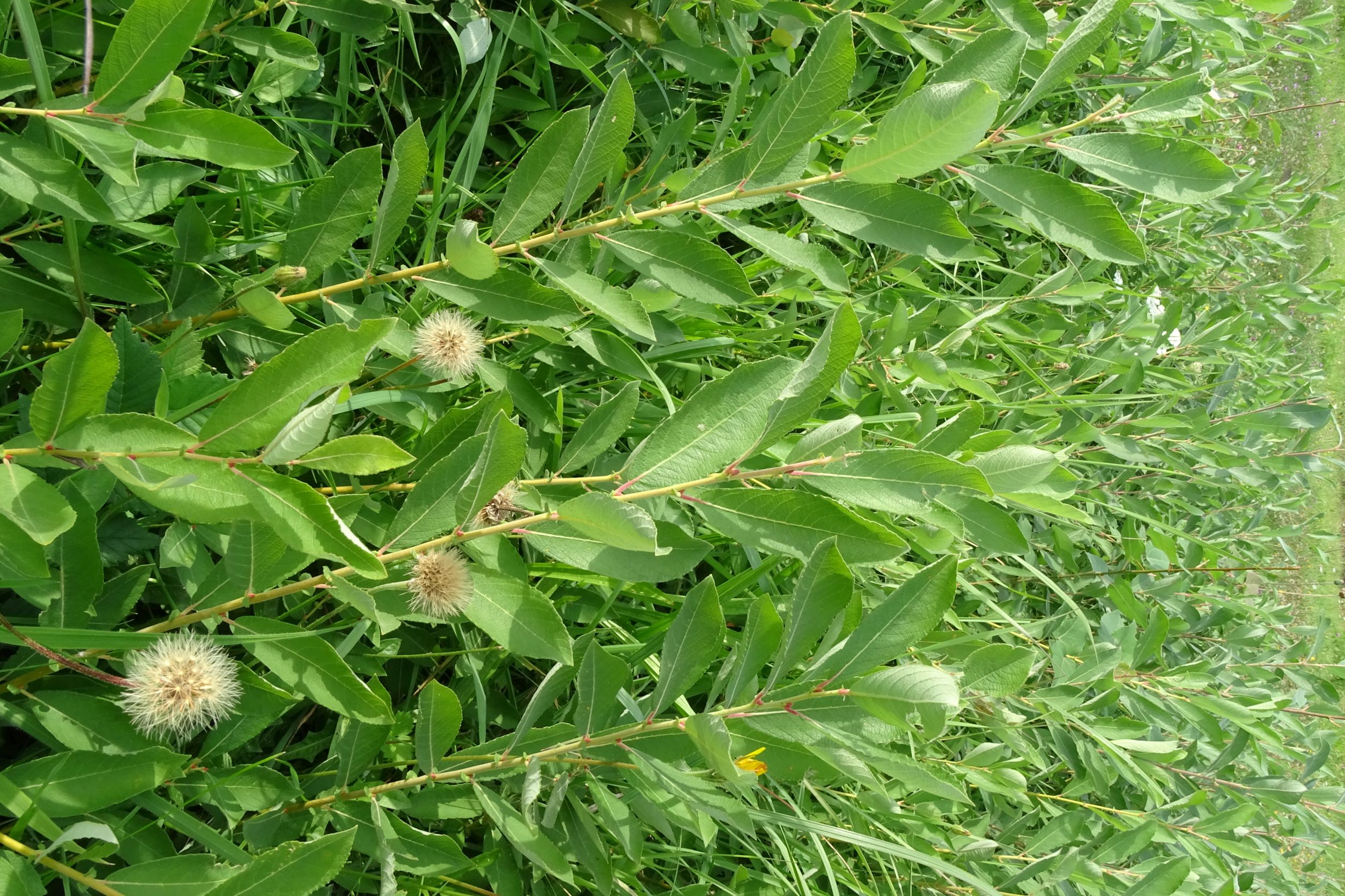 DSC01778 salix (cf.) cinerea, breitenbrunn-hoadl, 2021-09-07.JPG