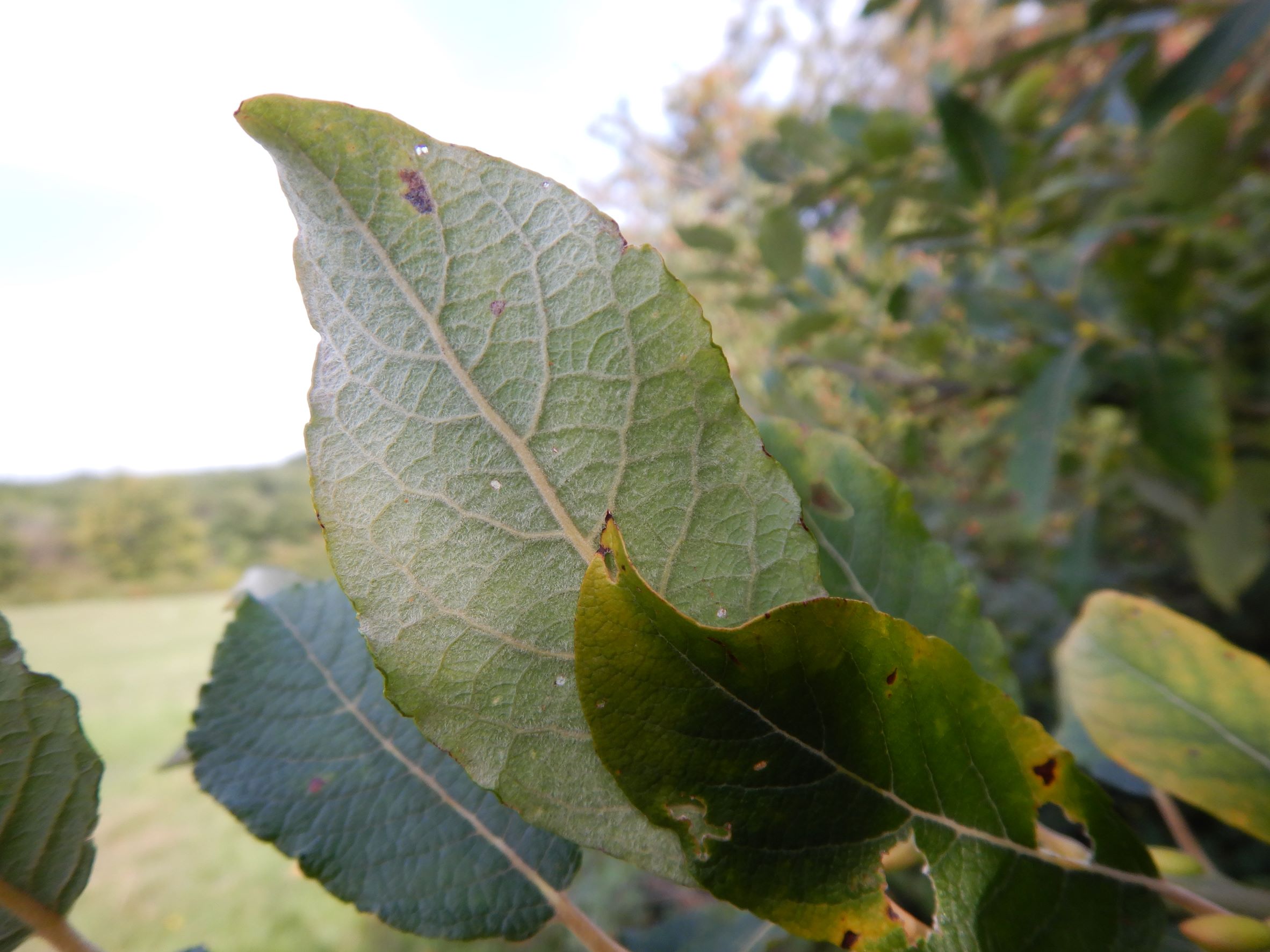 DSCN0838 salix (cf.) caprea, breitenbrunn-hoadl, 2021-09-07.JPG