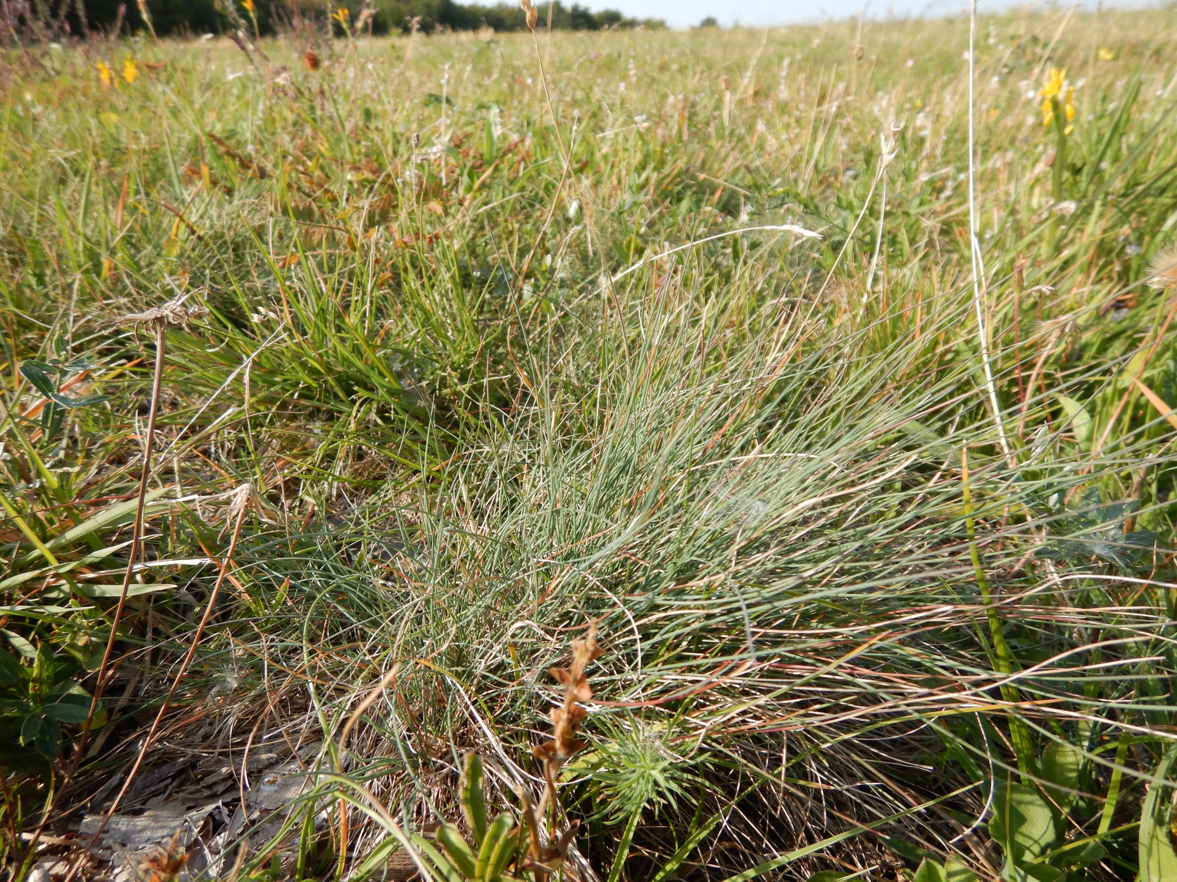 DSCN0939 festuca, breitenbrunn-hoadl, 2021-09-07.JPG