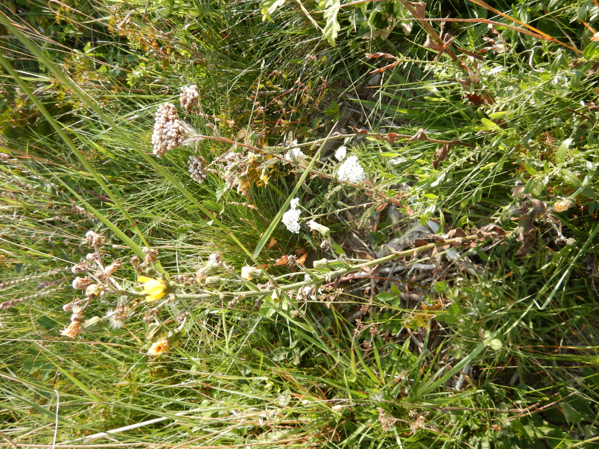 DSCN0957 hieracium, breitenbrunn-hoadl, 2021-09-07.JPG