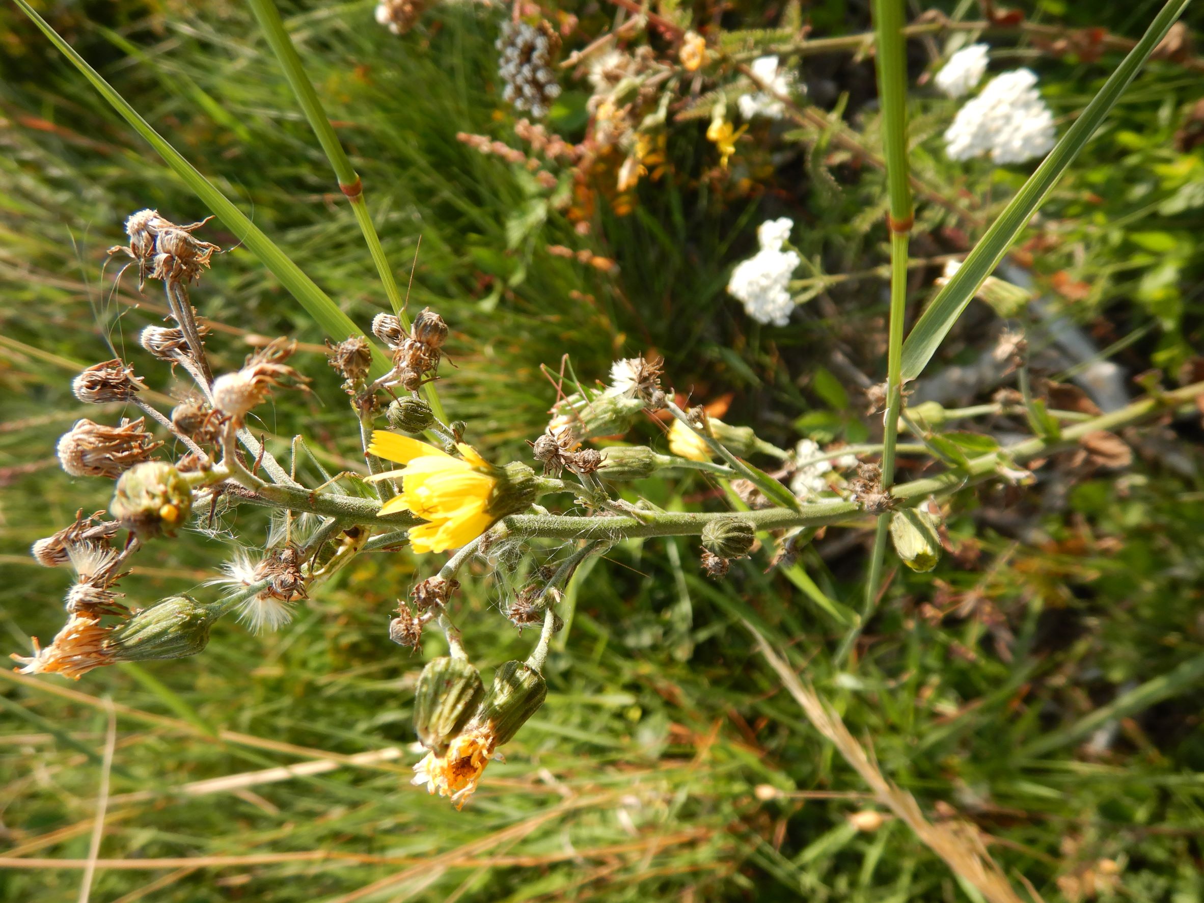 DSCN0958 hieracium, breitenbrunn-hoadl, 2021-09-07.JPG