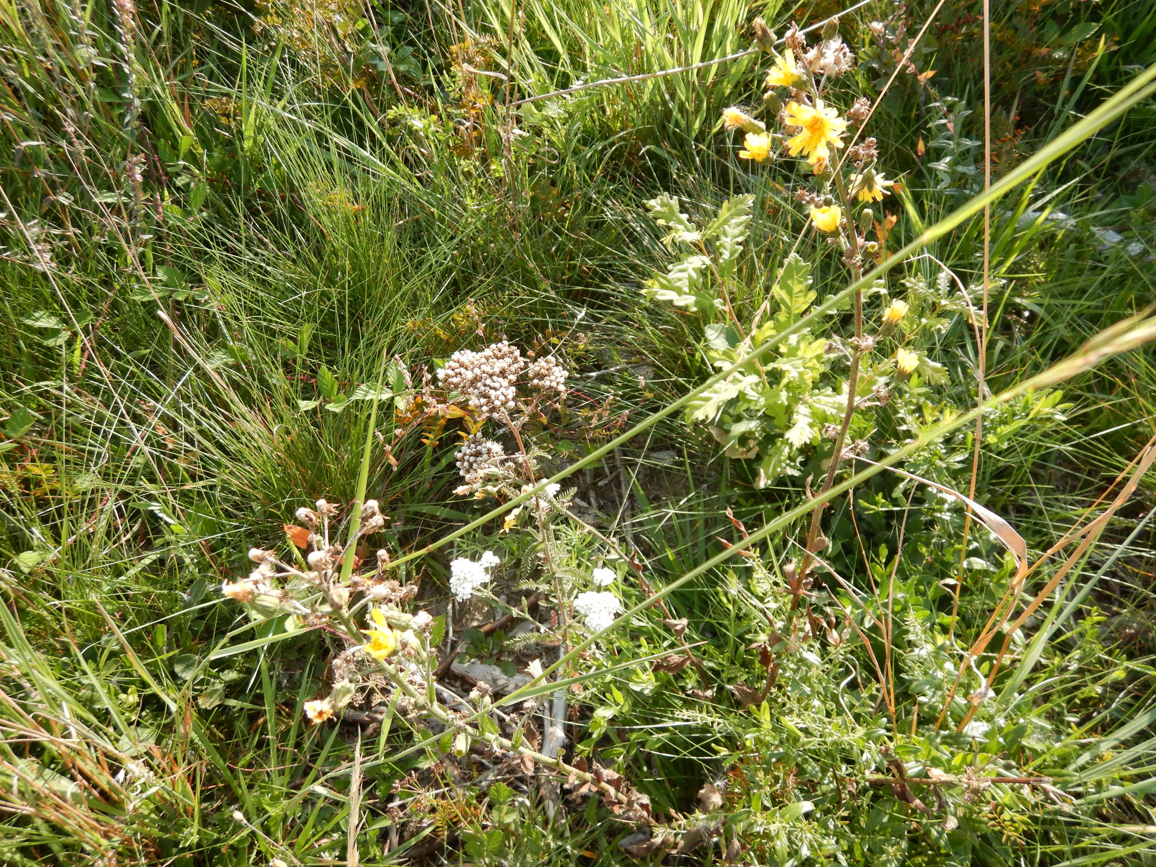 DSCN0960 hieracium, breitenbrunn-hoadl, 2021-09-07.JPG