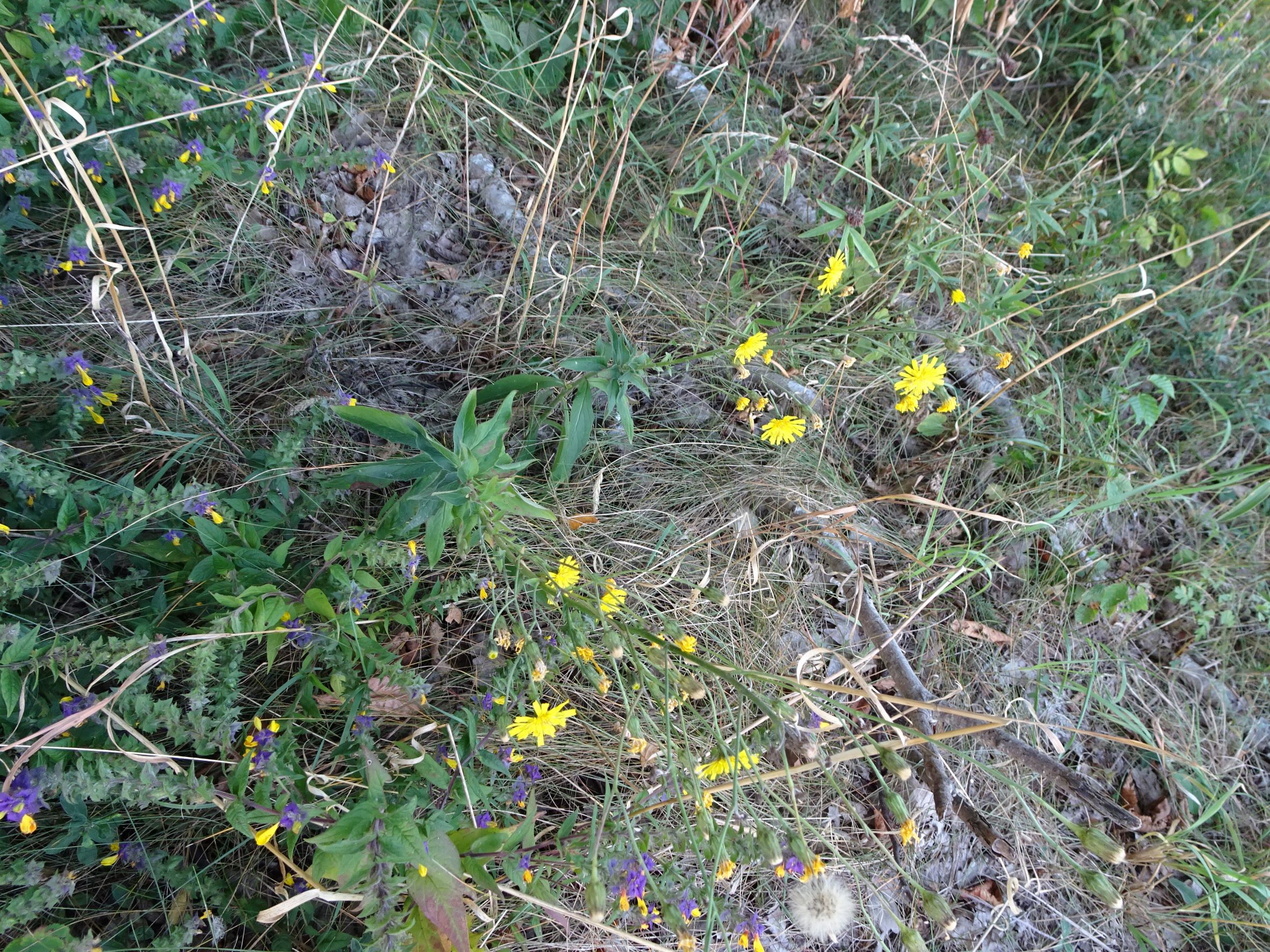 DSC09082 hieracium racemosum, breitenbrunn-hoadl, 2021-09-07.JPG