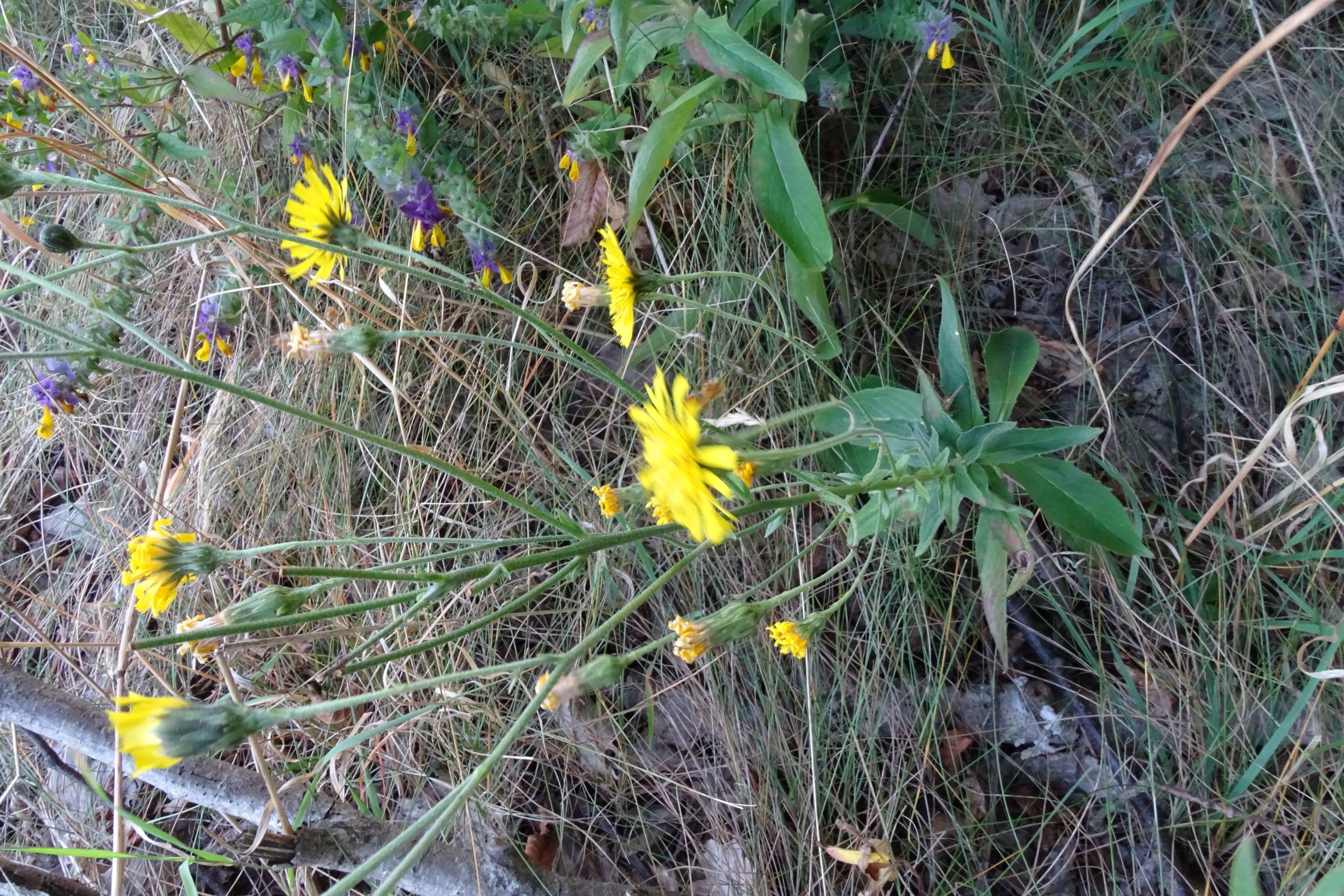 DSC01858 hieracium racemosum, breitenbrunn-hoadl, 2021-09-07.JPG