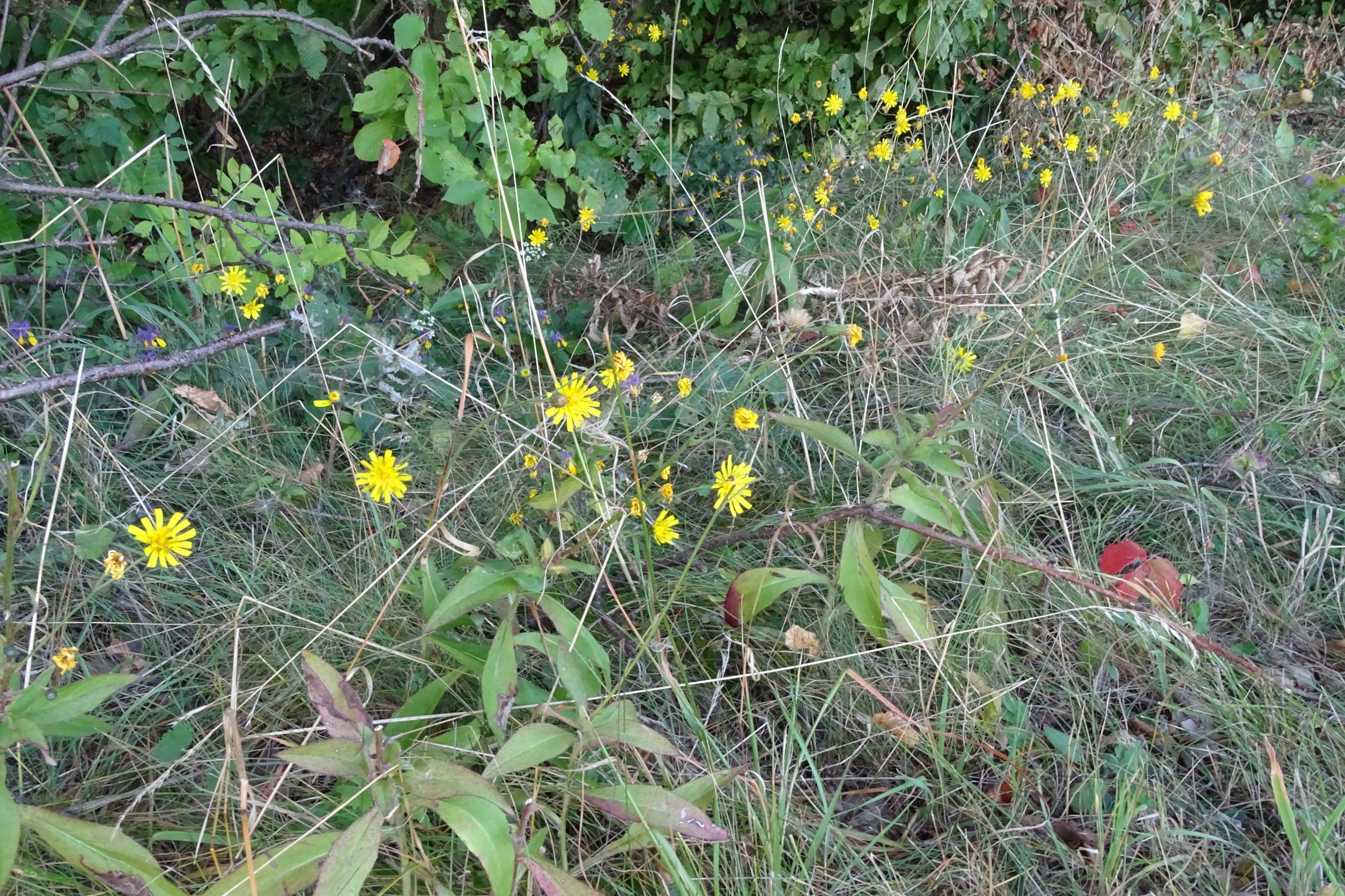 DSC01862 hieracium racemosum, breitenbrunn-hoadl, 2021-09-07.JPG