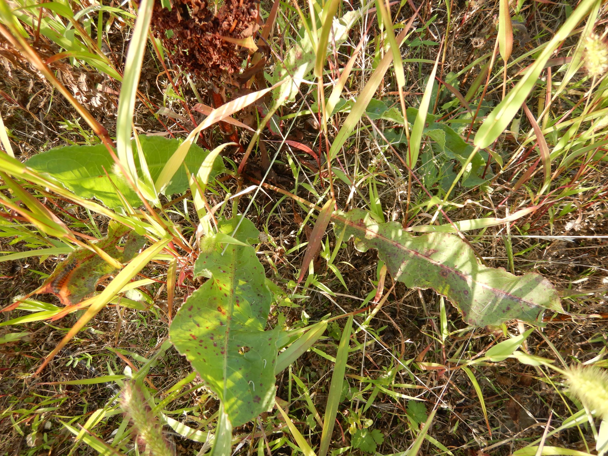 DSCN1012 rumex sp., breitenbrunn-hoadl, 2021-09-07.JPG