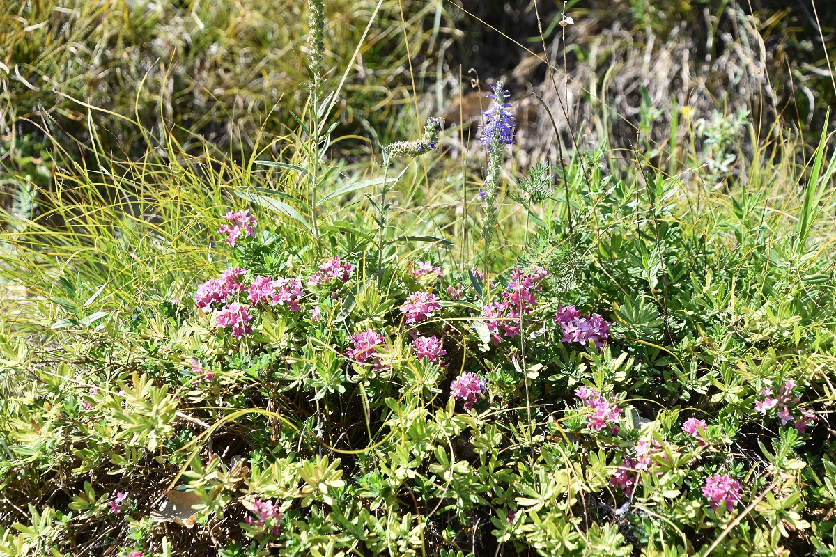 Siegendorf - 03092021 - (37) - Daphne cneorum - Flaum-Steinröserl.JPG