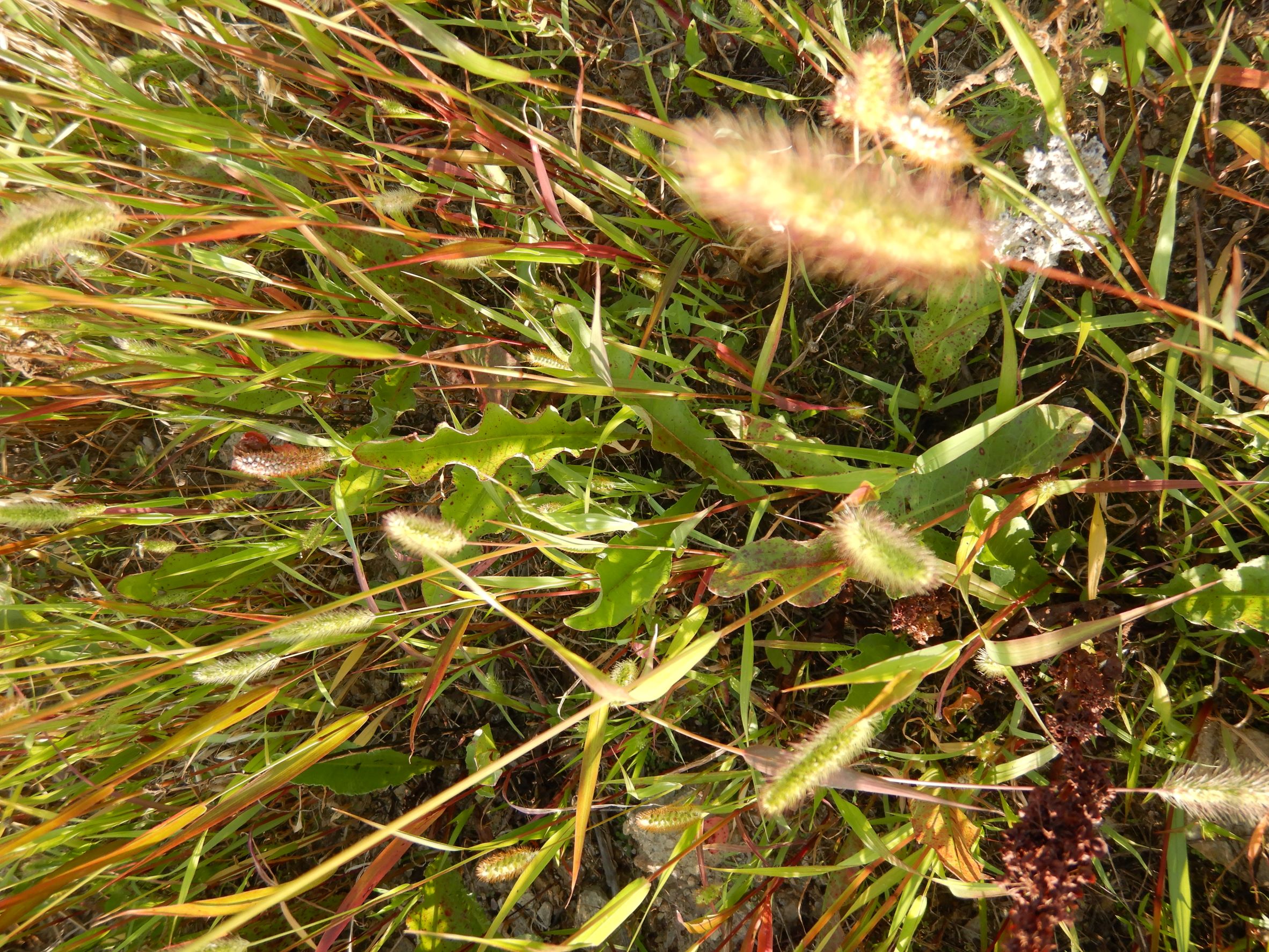 DSCN1019 rumex sp., breitenbrunn-hoadl, 2021-09-07.JPG