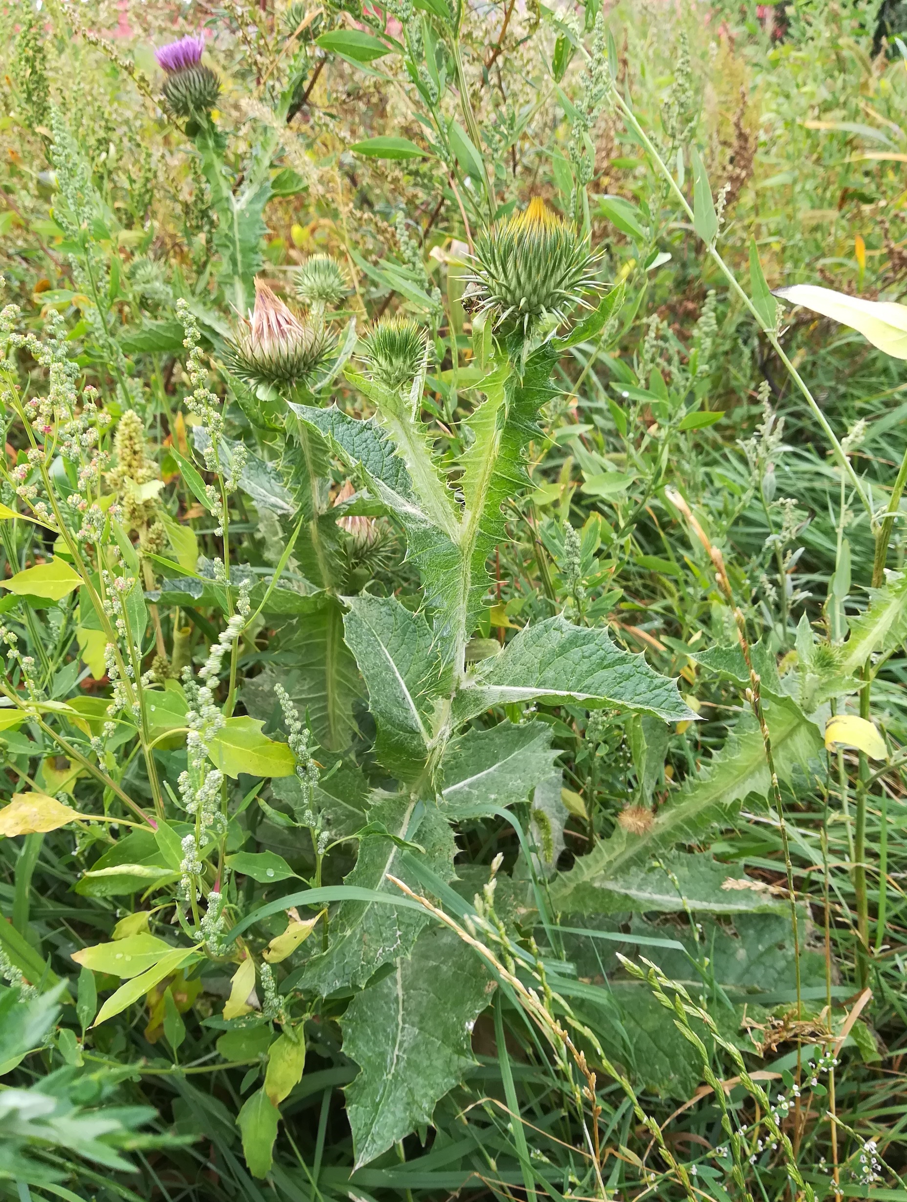 onopordum acanthium bhf maria lanzendorf_20210917_091040.jpg