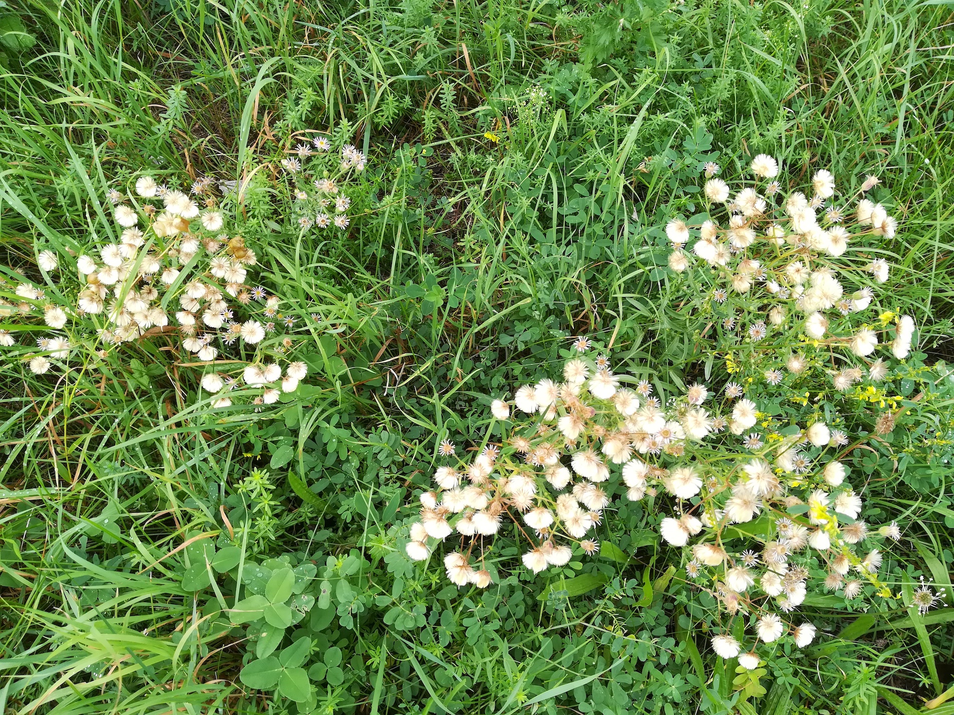 erigeron acris subsp. acris bhf maria lanzendorf_20210917_090849.jpg