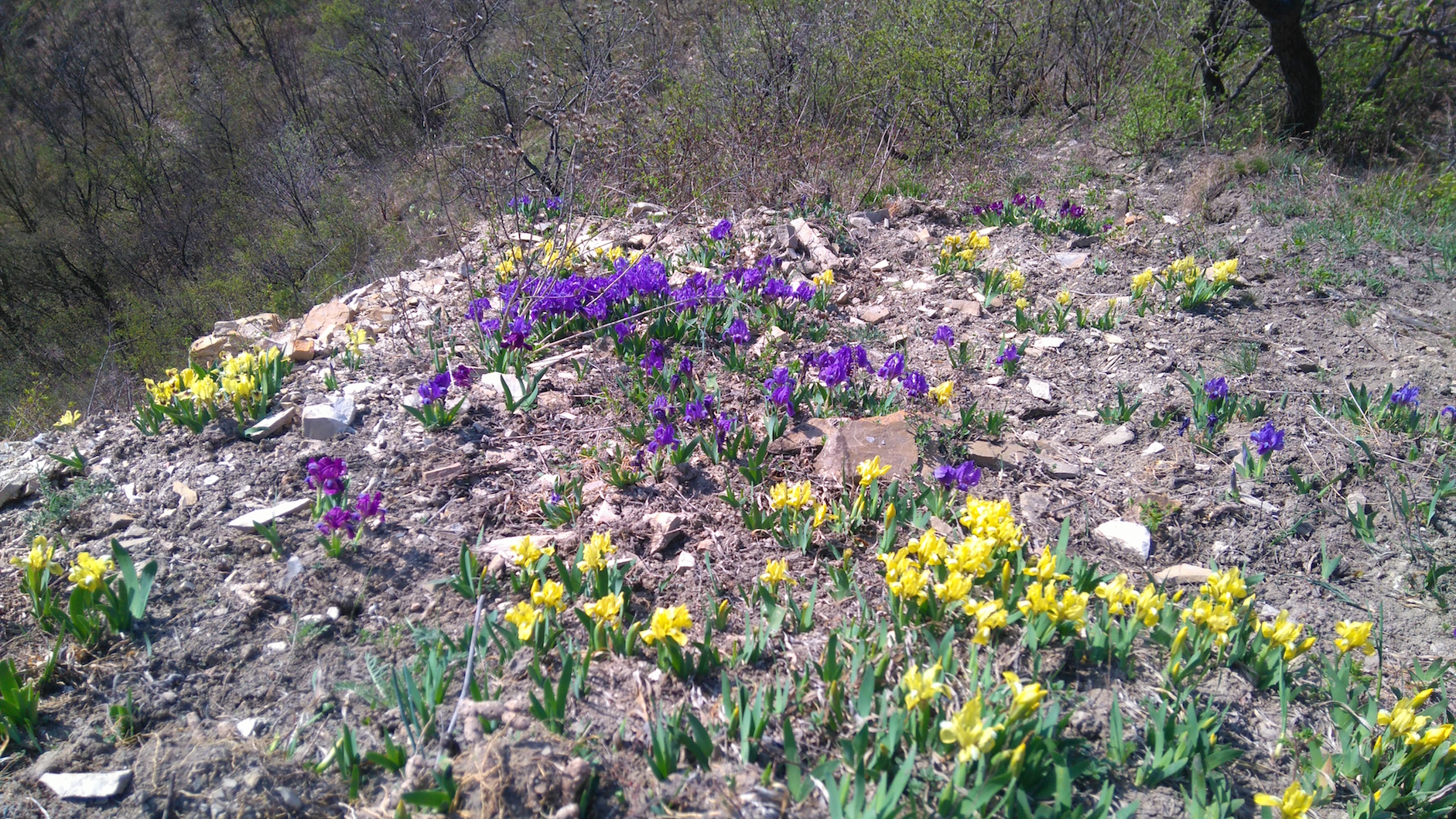 iris pumila bisamberg_7816.JPG