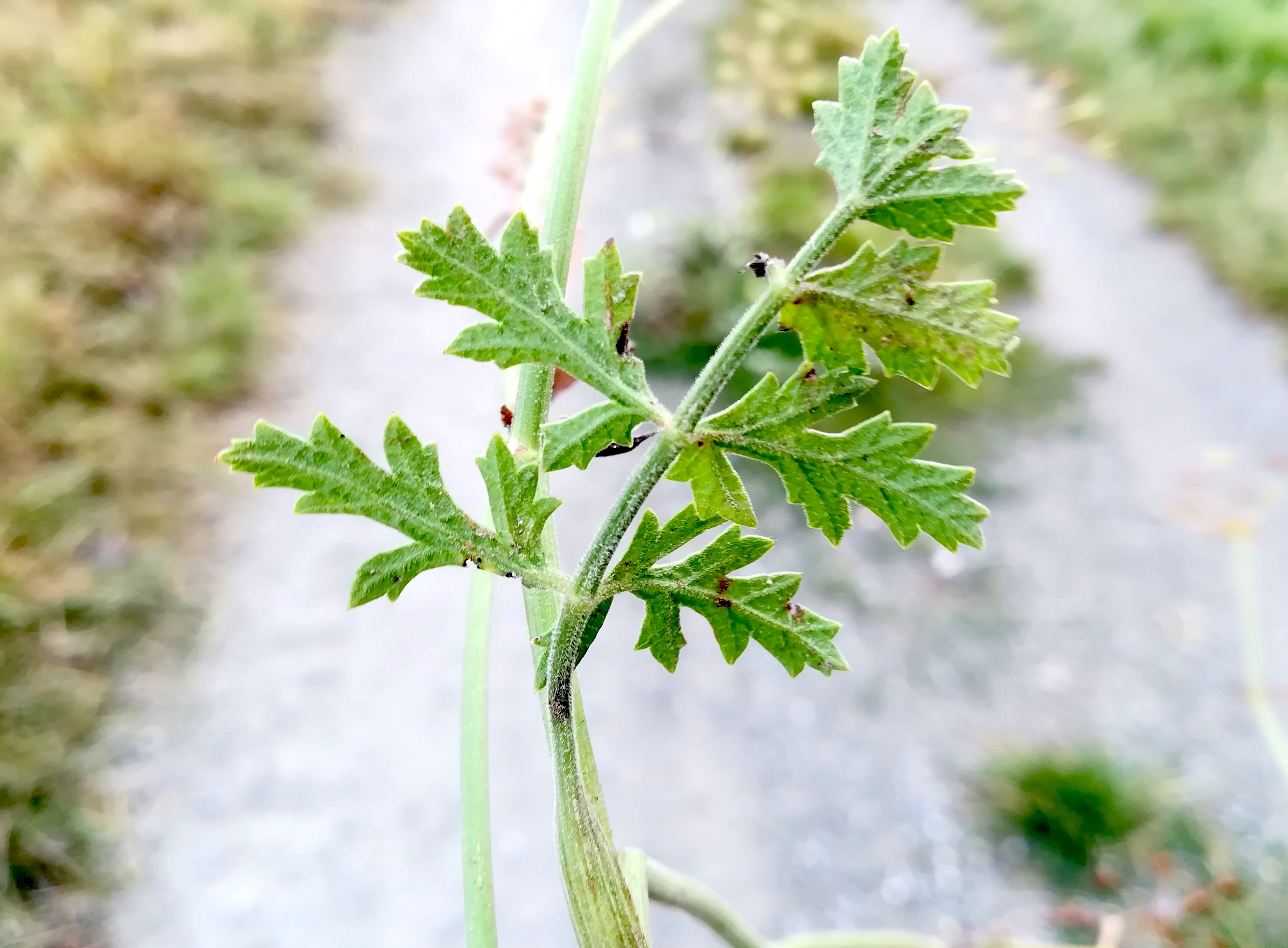 pimpinella saxifraga subsp. saxifraga cf. var. dissecta bahnanlage E bhf maria lanzendorf_20210917_092052.jpg