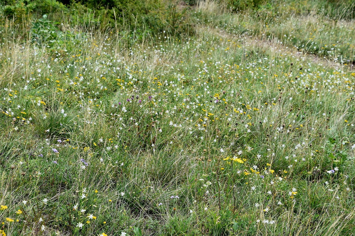 Heide - 18092021 - (4) -  - Anthericum ramosum - Ästige Graslilie.JPG