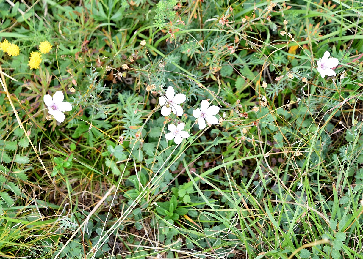 Heide - 18092021 - (28) -  - Linum tenuifolium - Schmalblatt-Lein.JPG