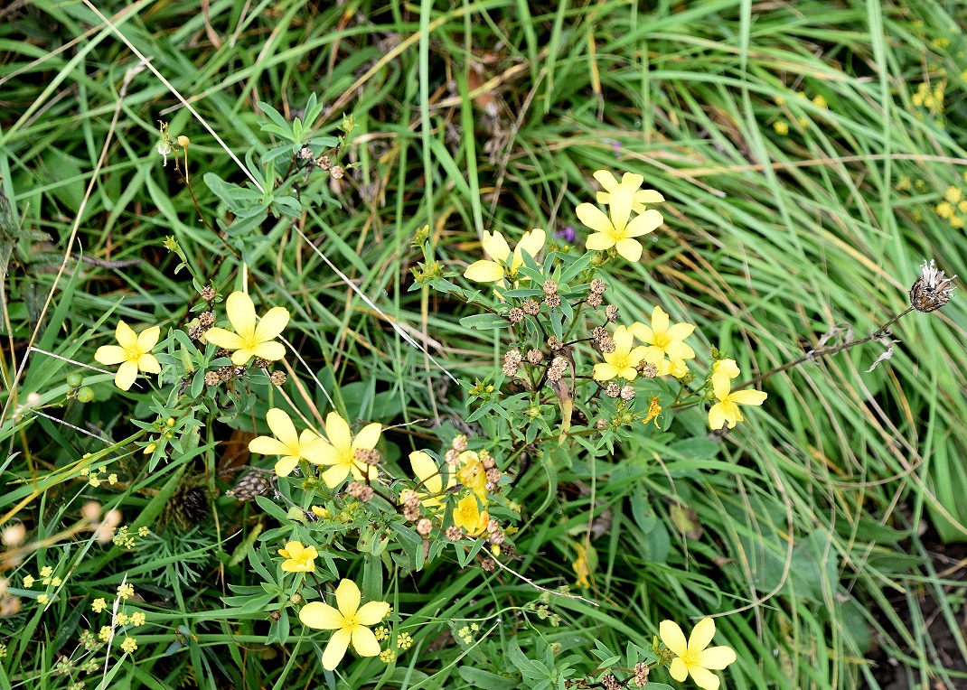 Heide - 18092021 - (41) -  - Linum flavum - Gelb-Lein.JPG